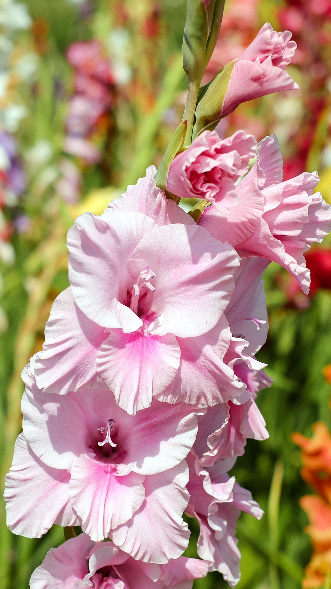 gladiolus, earth, nature, flower, pink flower, flowers Full HD