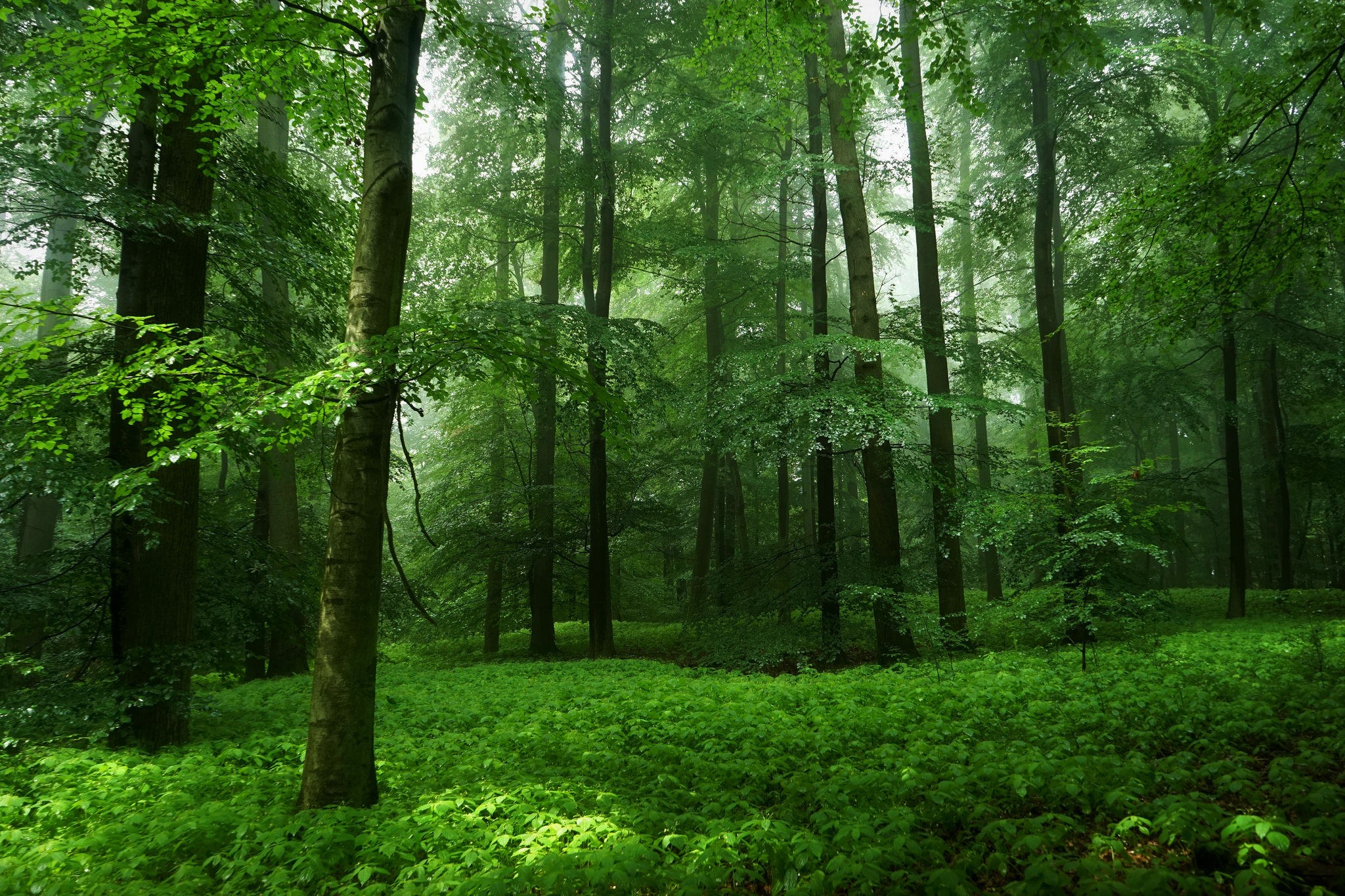 Скачать картинку Лес, Зеленый, Весна, Земля/природа в телефон бесплатно.