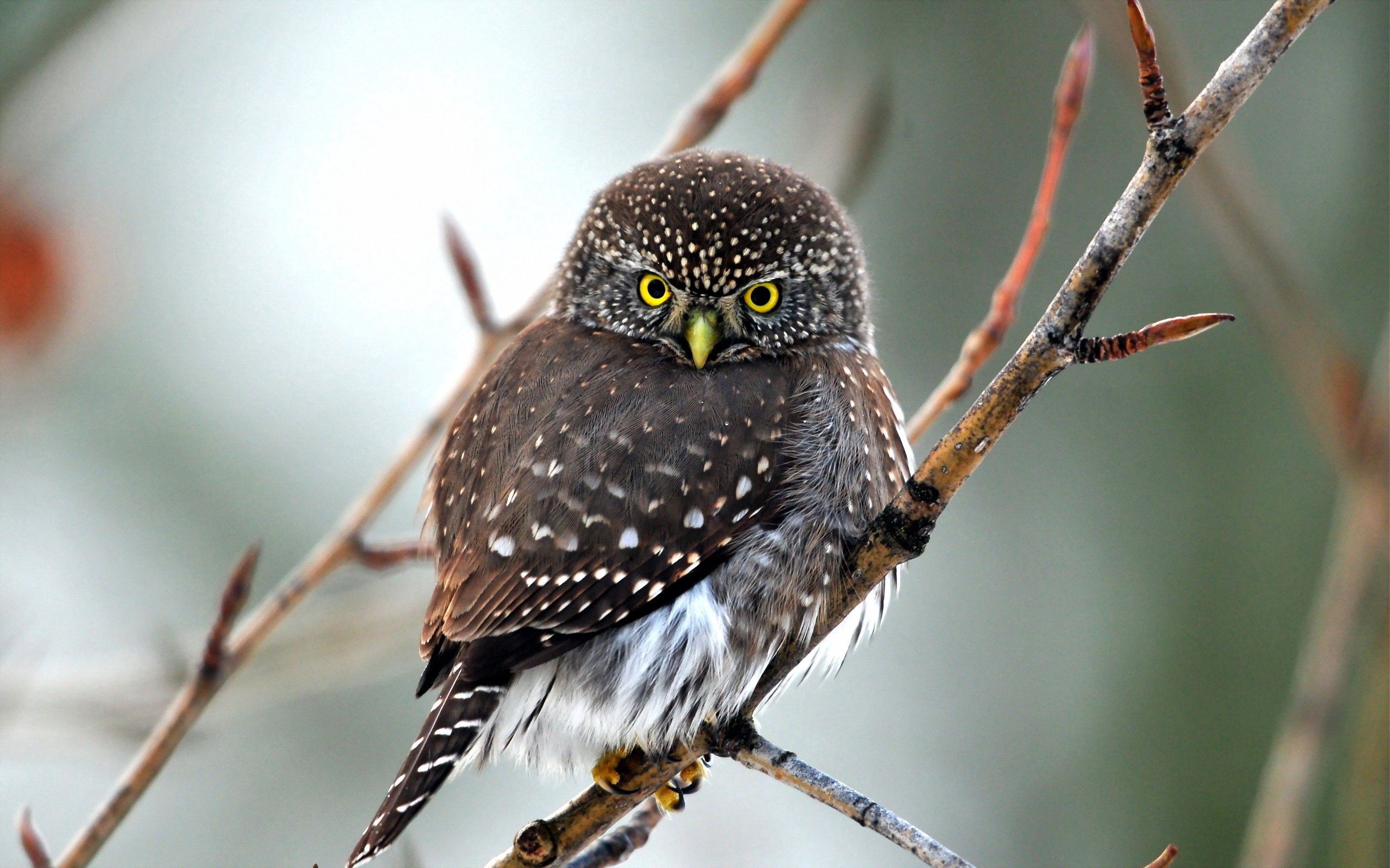 animals, predator, owl, bird, sight, opinion Desktop home screen Wallpaper