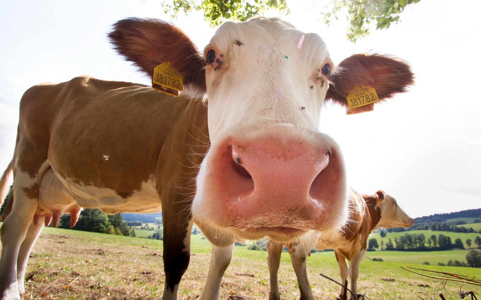 614159 descargar imagen vaca, animales: fondos de pantalla y protectores de pantalla gratis