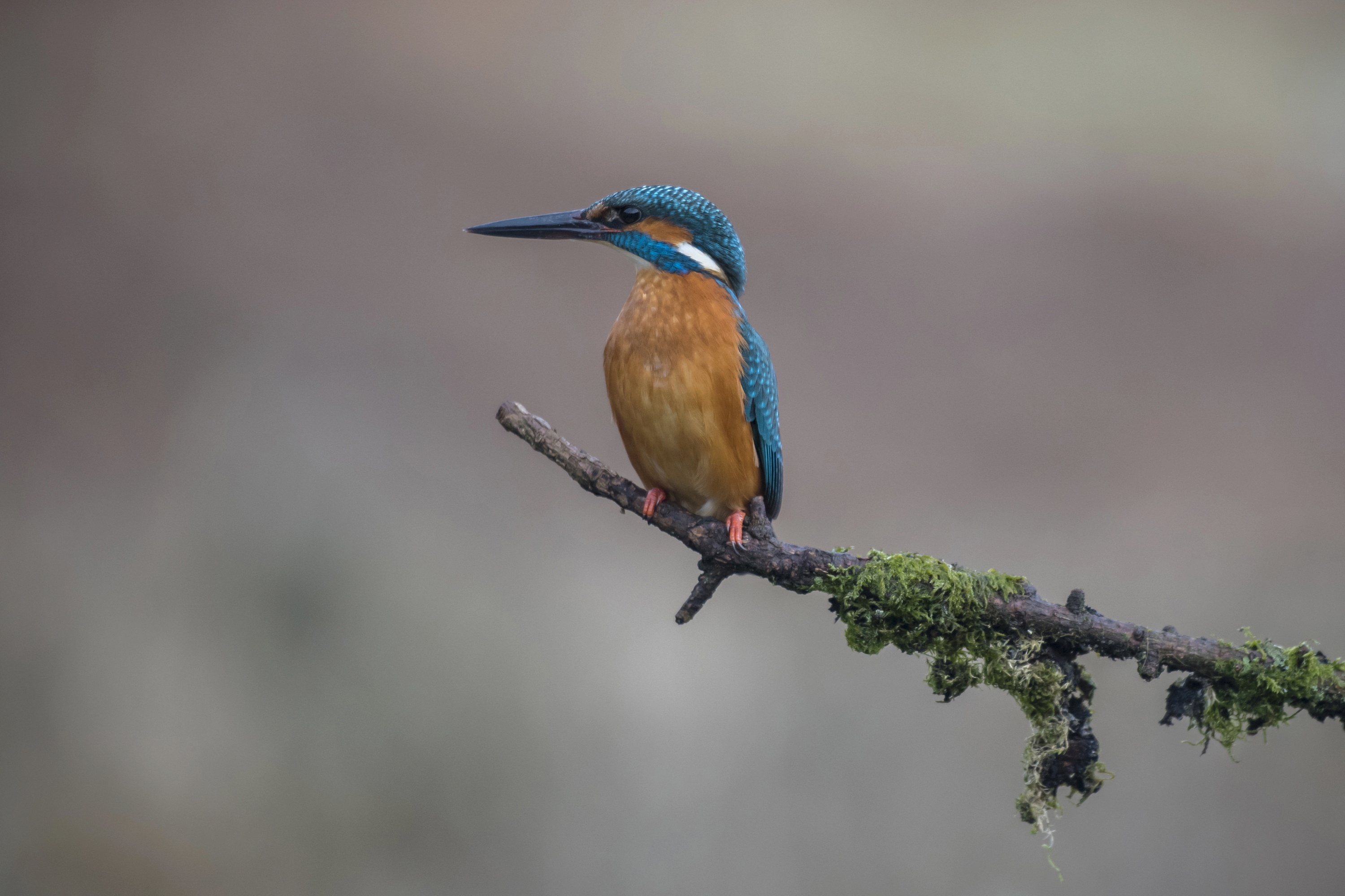 Free download wallpaper Birds, Bird, Animal, Kingfisher on your PC desktop