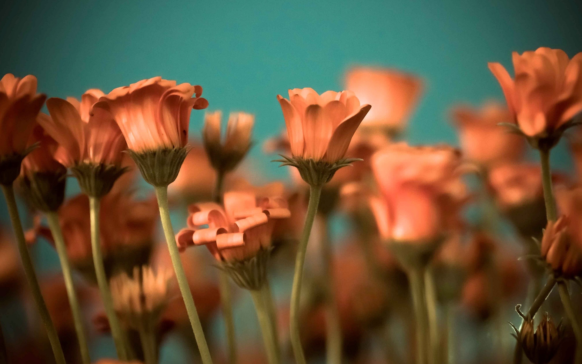 Téléchargez gratuitement l'image Fleurs, Fleur, Terre/nature sur le bureau de votre PC