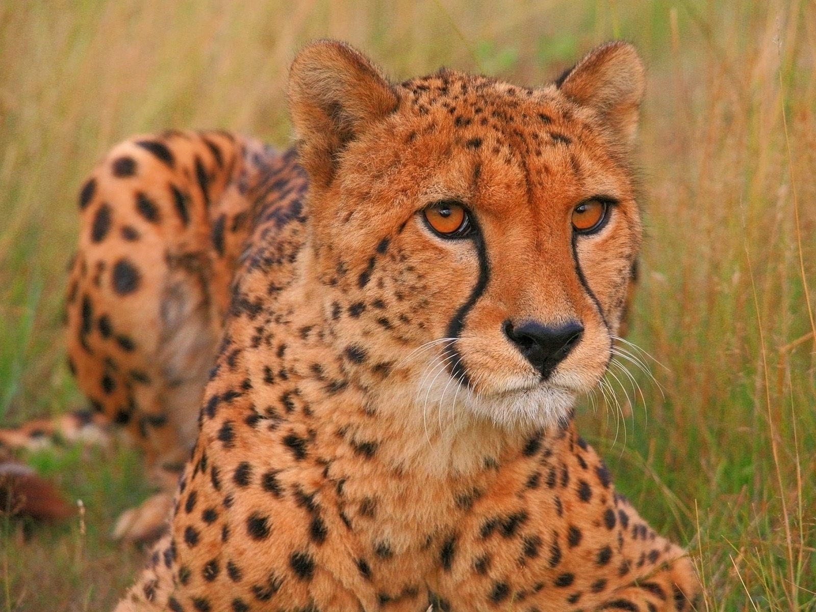 3026 Bild herunterladen tiere, geparden, orange - Hintergrundbilder und Bildschirmschoner kostenlos