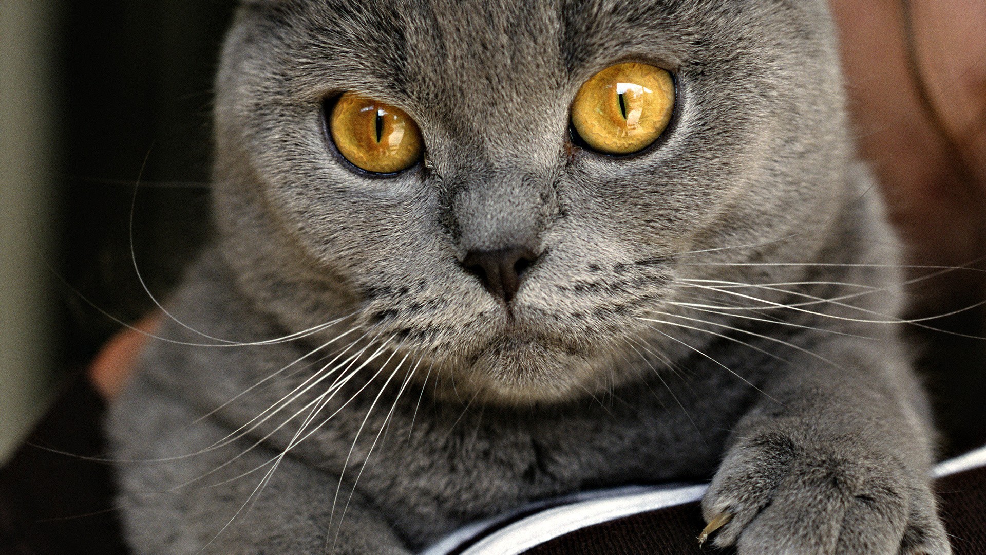 Baixe gratuitamente a imagem Animais, Gatos, Gato na área de trabalho do seu PC