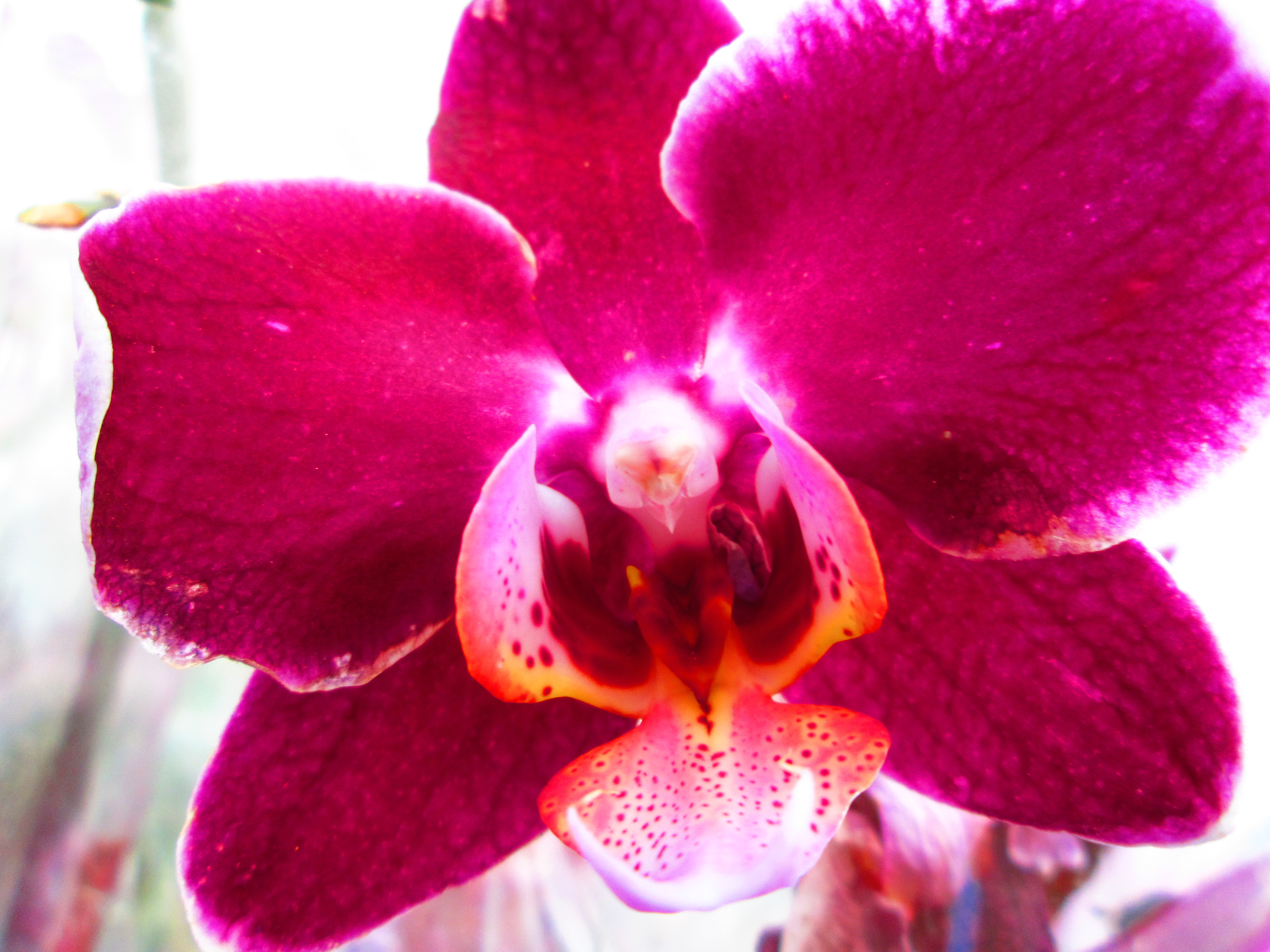 Free download wallpaper Flowers, Pink, Flower, Close Up, Earth, Orchid on your PC desktop