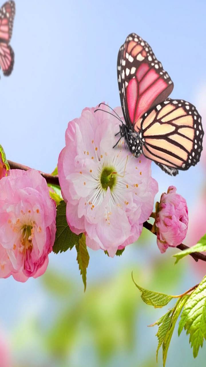 Descarga gratuita de fondo de pantalla para móvil de Flor Rosa, Florecer, Mariposa, Artístico.