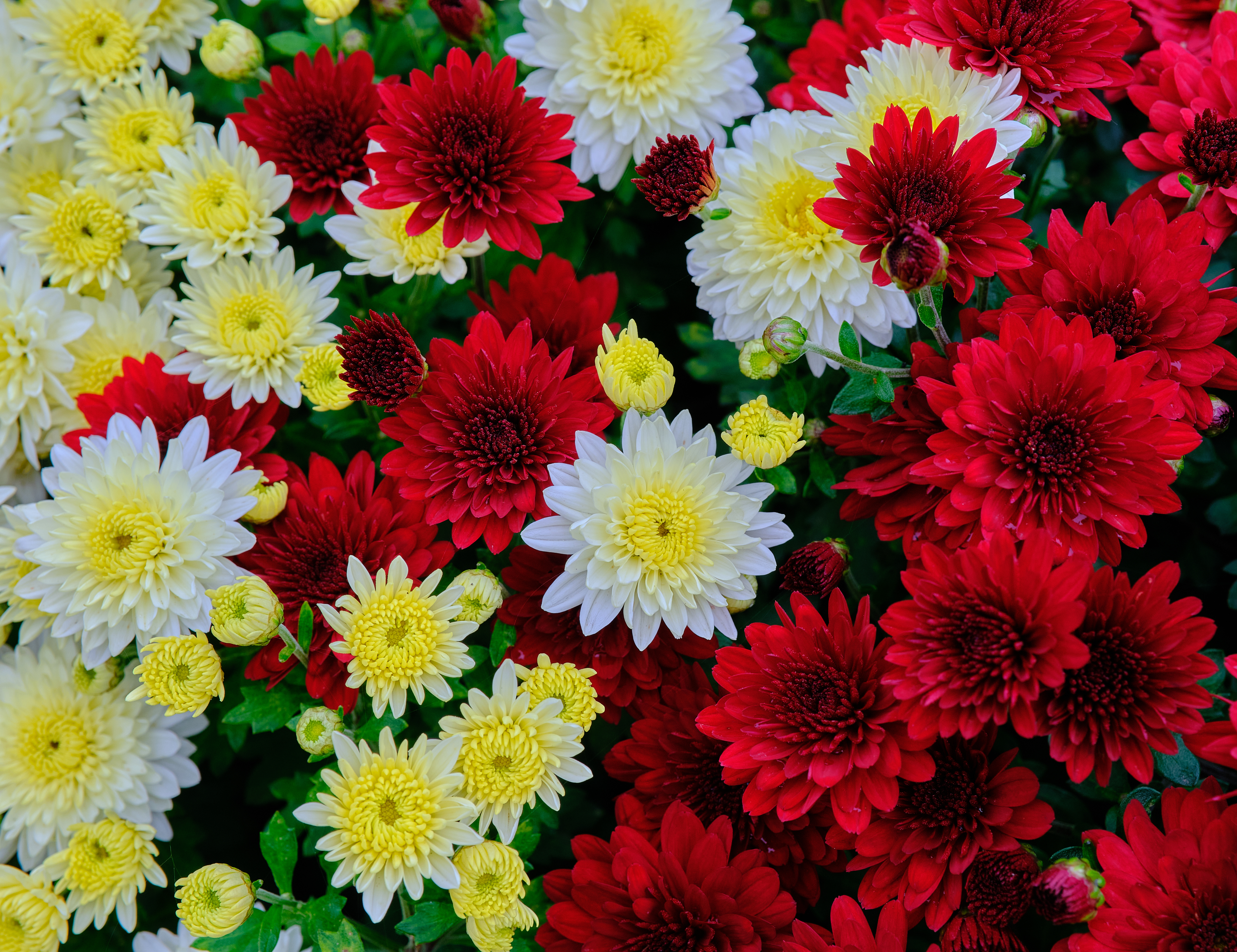 flowers, flowering, red, bloom, white, yellow, chrysanthemum
