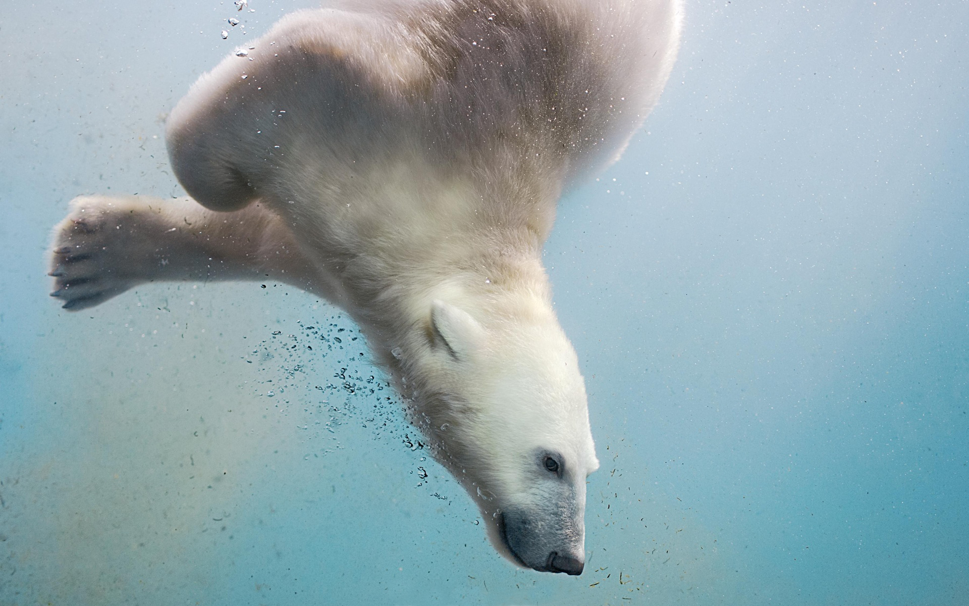 Laden Sie das Tiere, Wasser, Bären, Eisbär-Bild kostenlos auf Ihren PC-Desktop herunter