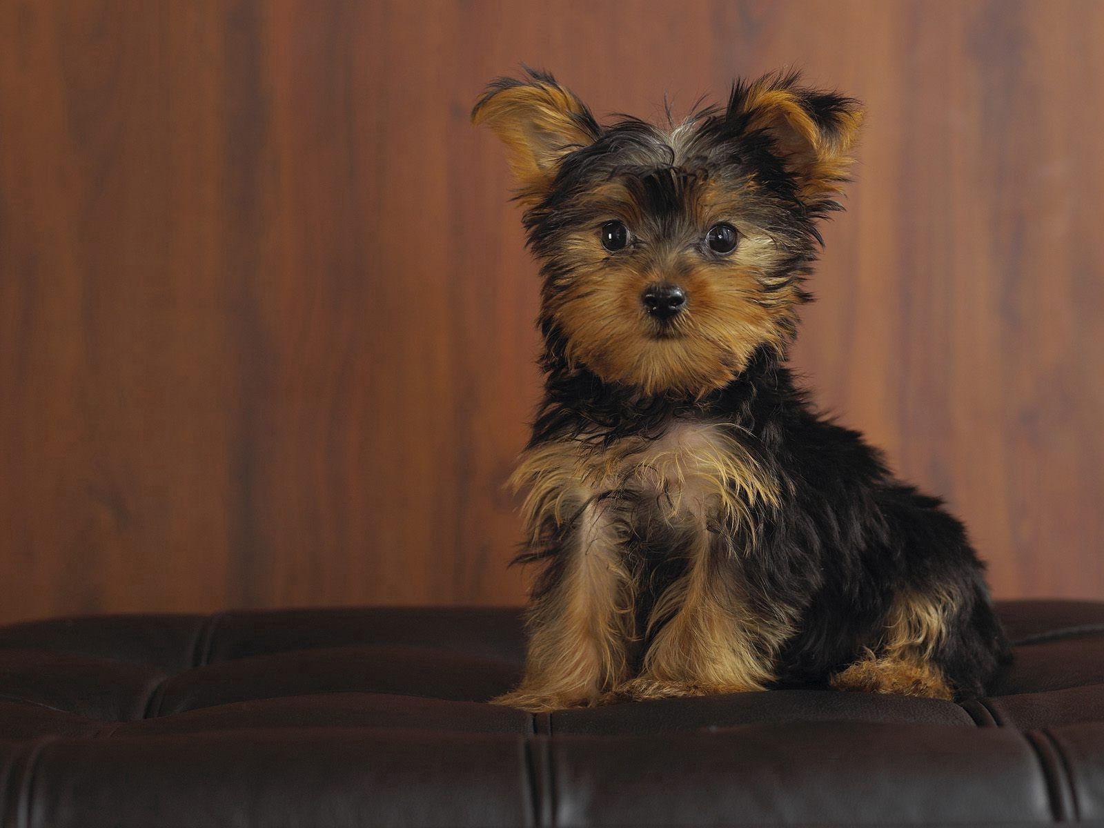 puppy, animals, dog, sight, opinion, yorkshire terrier Phone Background
