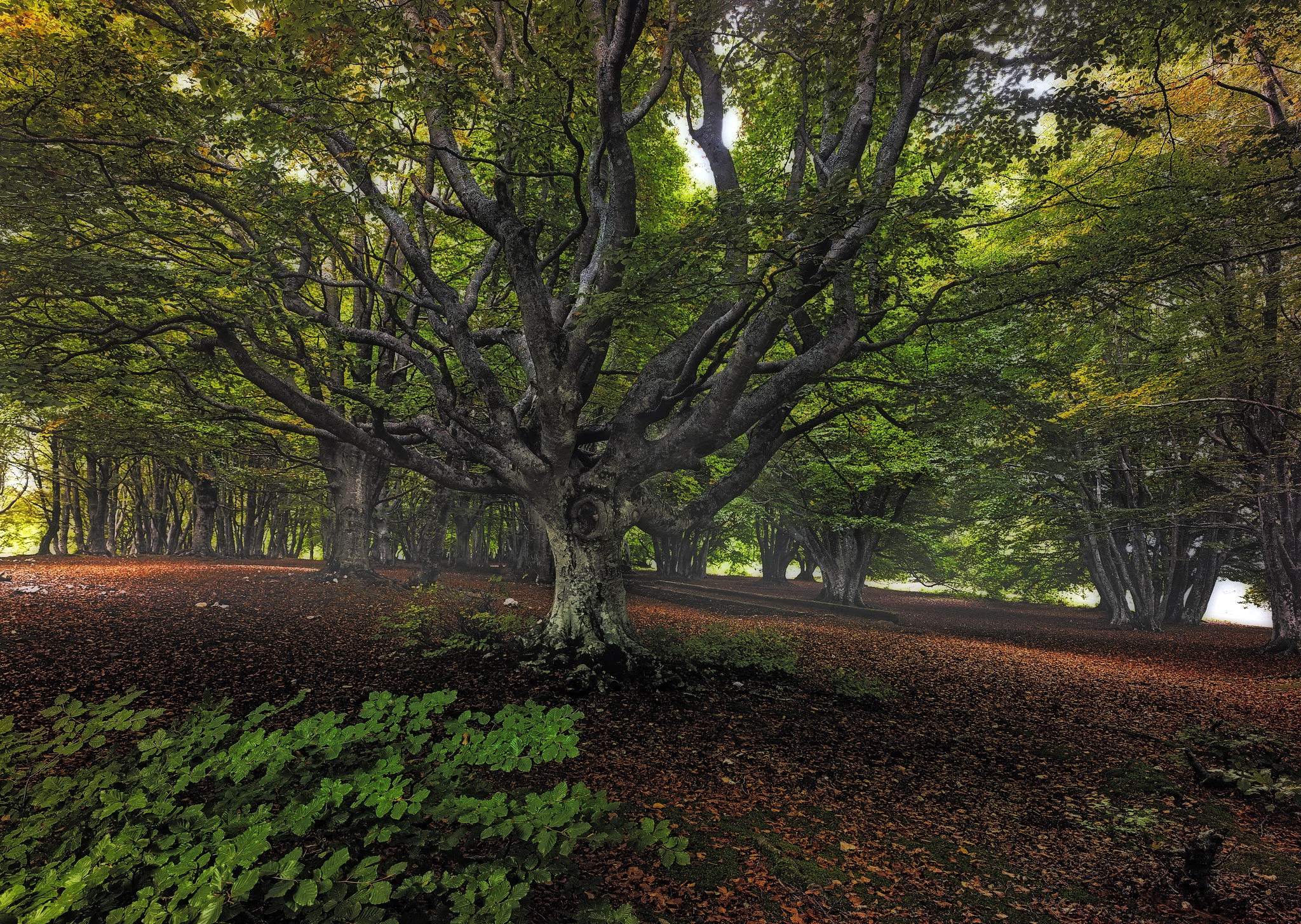 Descarga gratis la imagen Naturaleza, Bosque, Árbol, Tierra/naturaleza en el escritorio de tu PC