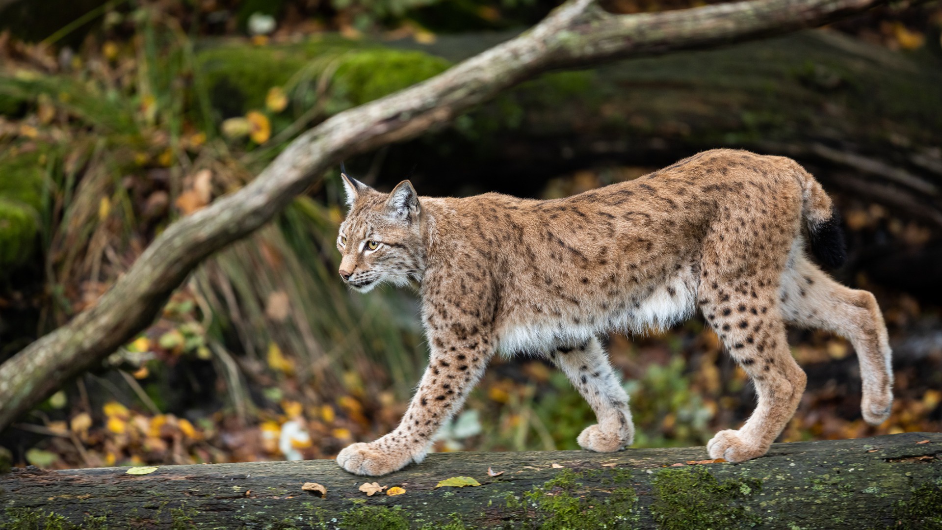 Descarga gratuita de fondo de pantalla para móvil de Animales, Gatos, Lince.