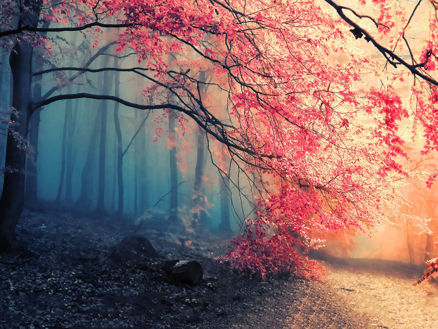 Download mobile wallpaper Nature, Forest, Tree, Fog, Fall, Earth, Path for free.