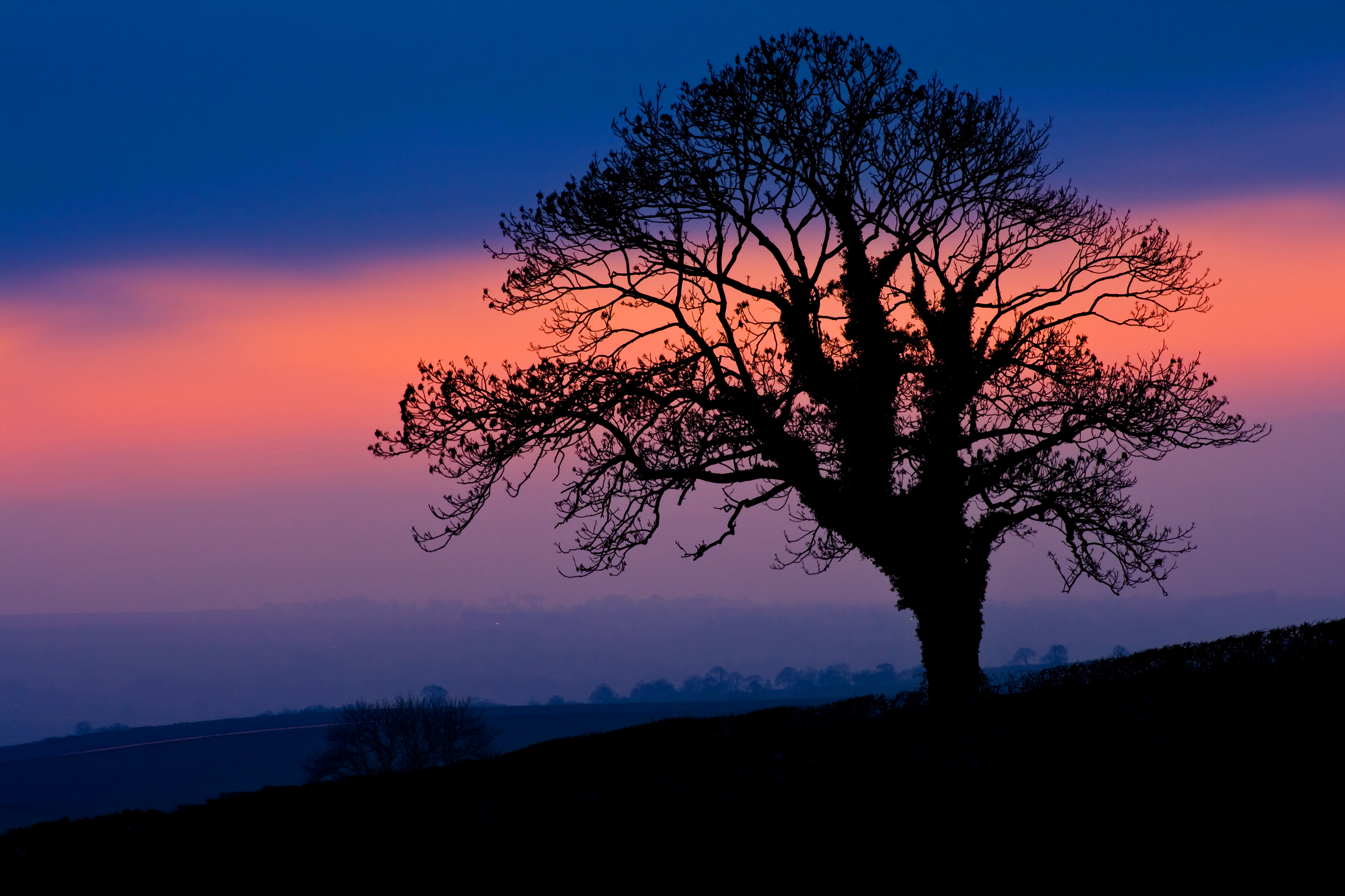 dark, twilight, nature, silhouette, wood, tree, dusk phone background