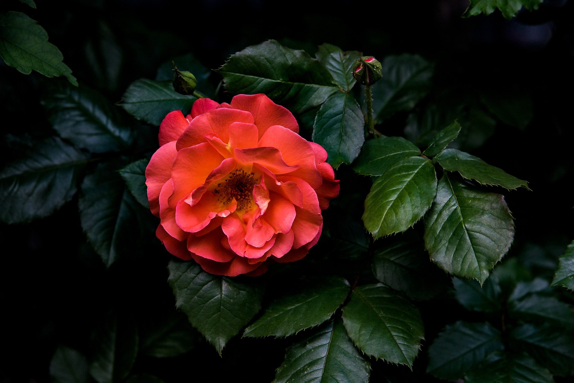 Laden Sie das Blumen, Blume, Rose, Erde/natur, Pinke Blume-Bild kostenlos auf Ihren PC-Desktop herunter