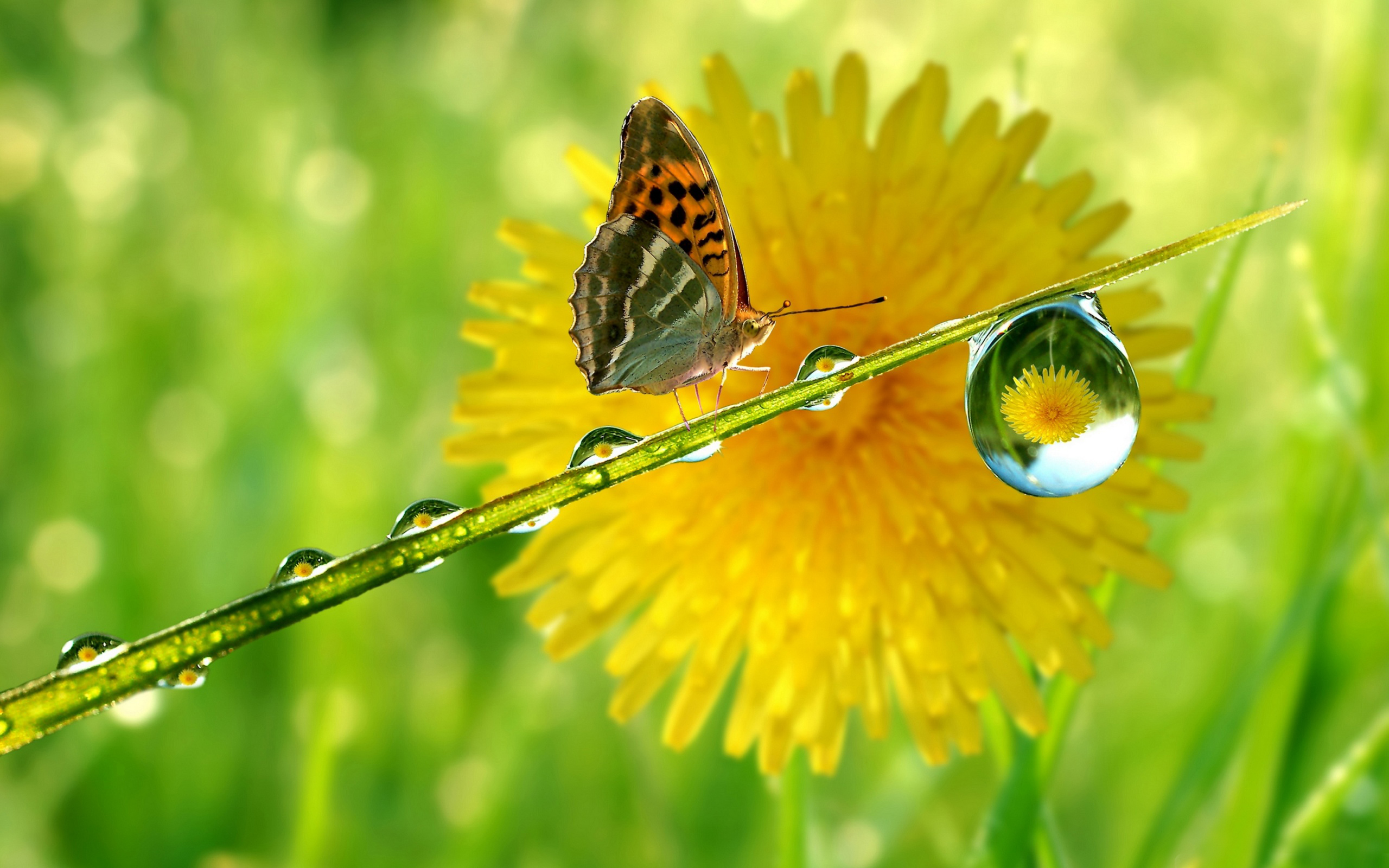 Free download wallpaper Butterfly, Animal on your PC desktop