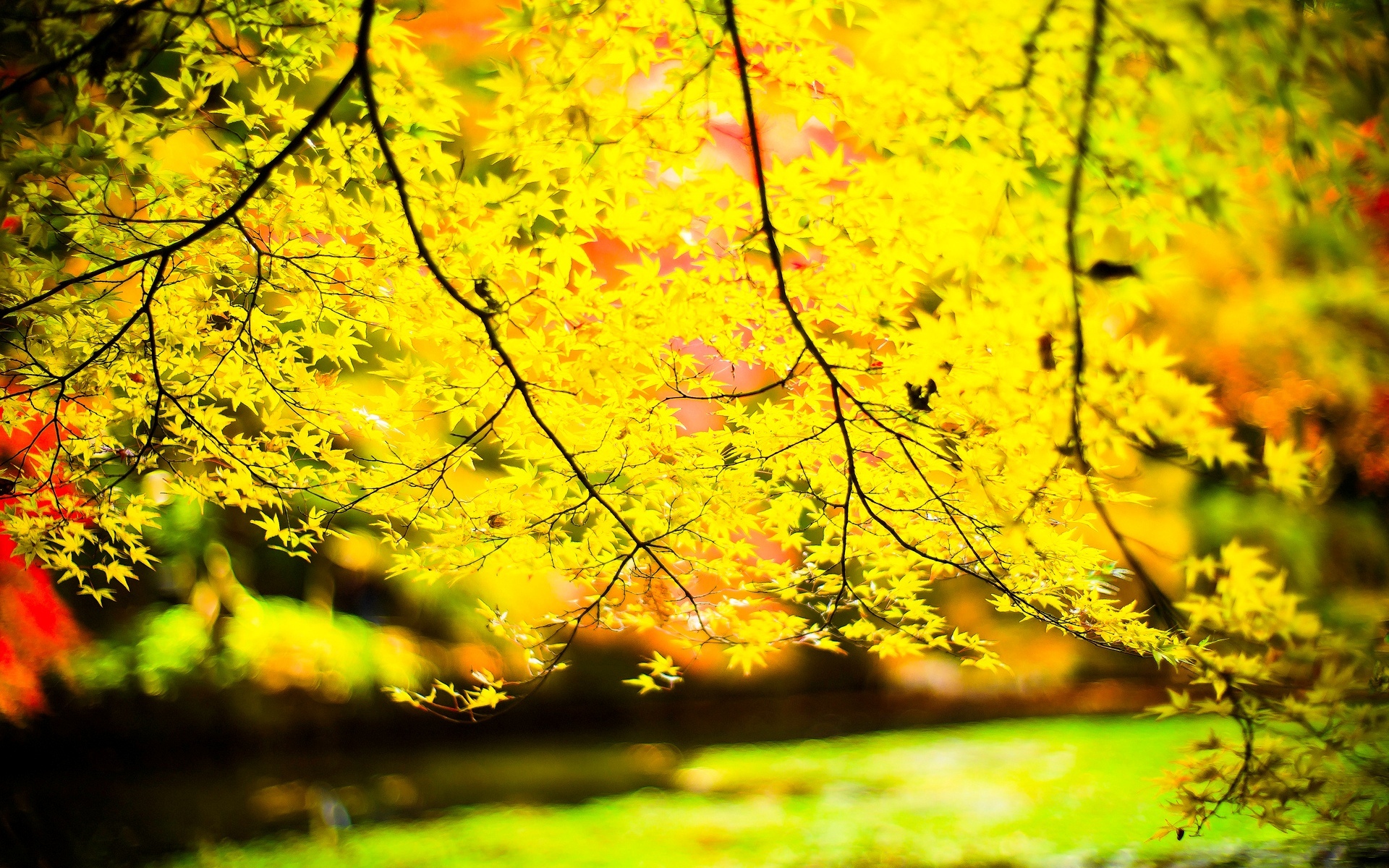 Handy-Wallpaper Herbst, Erde/natur kostenlos herunterladen.
