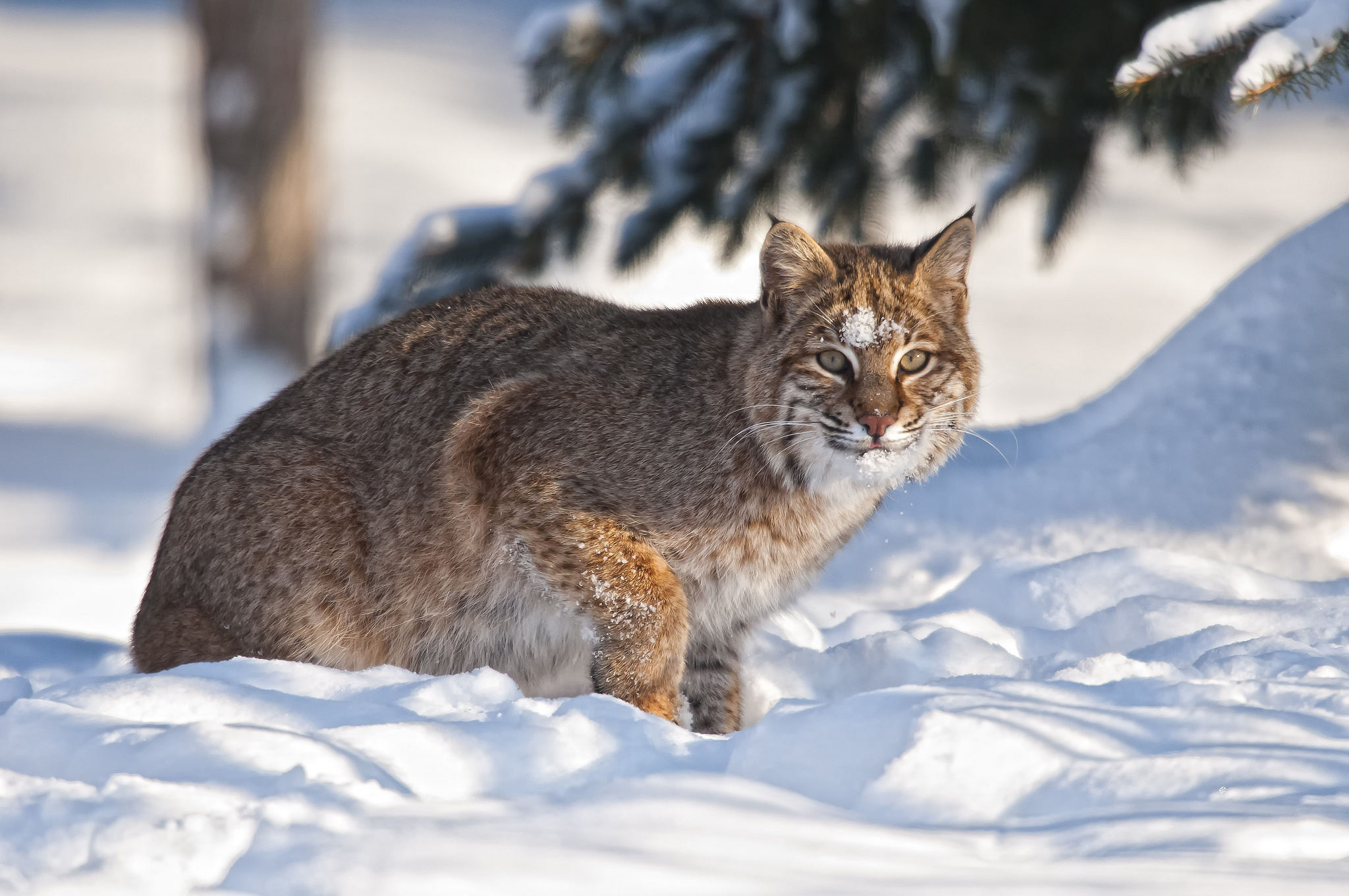 animal, bobcat, lynx, snow, winter, cats