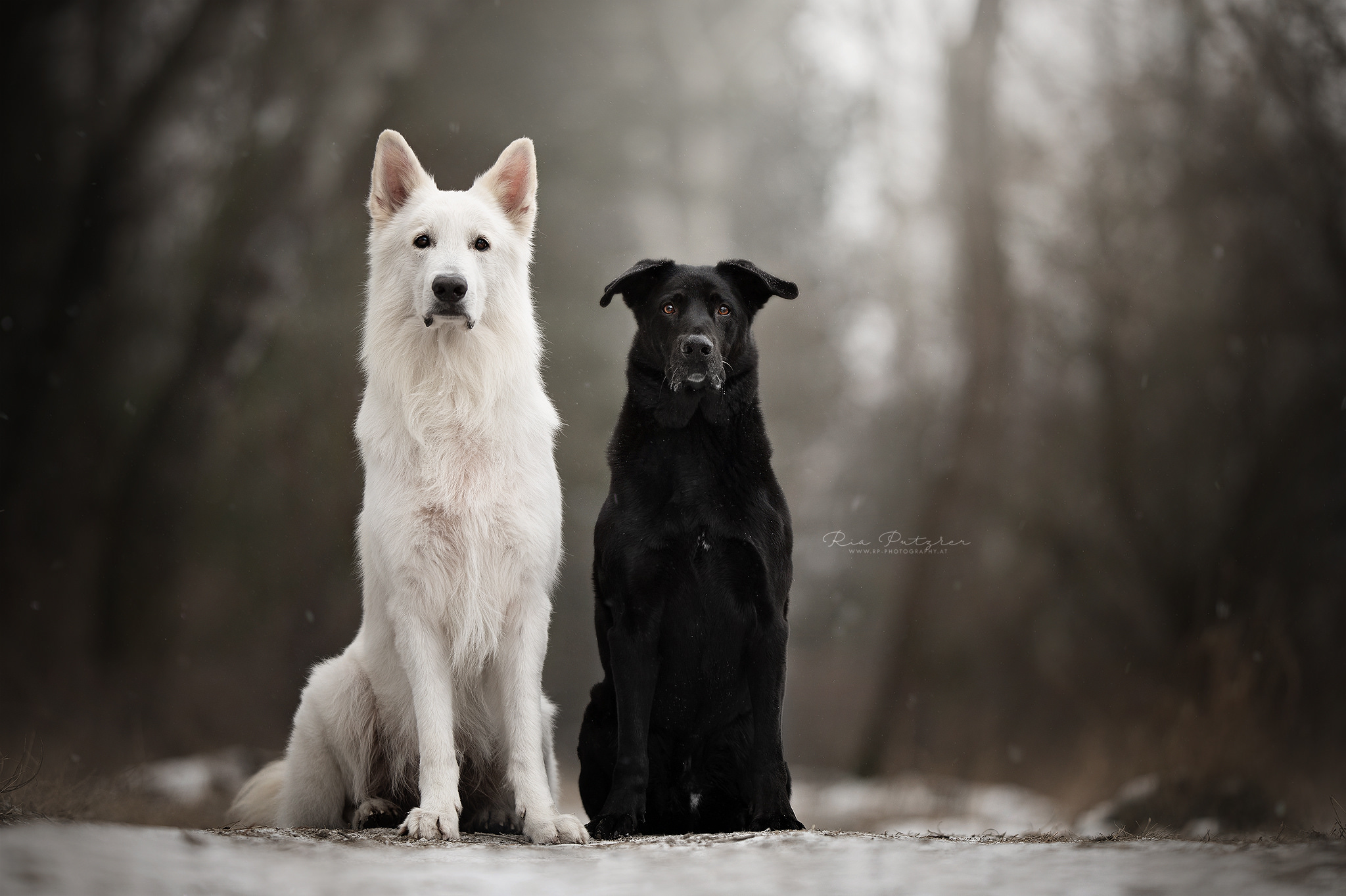436101 descargar imagen animales, perro, pastor blanco suizo, perros: fondos de pantalla y protectores de pantalla gratis