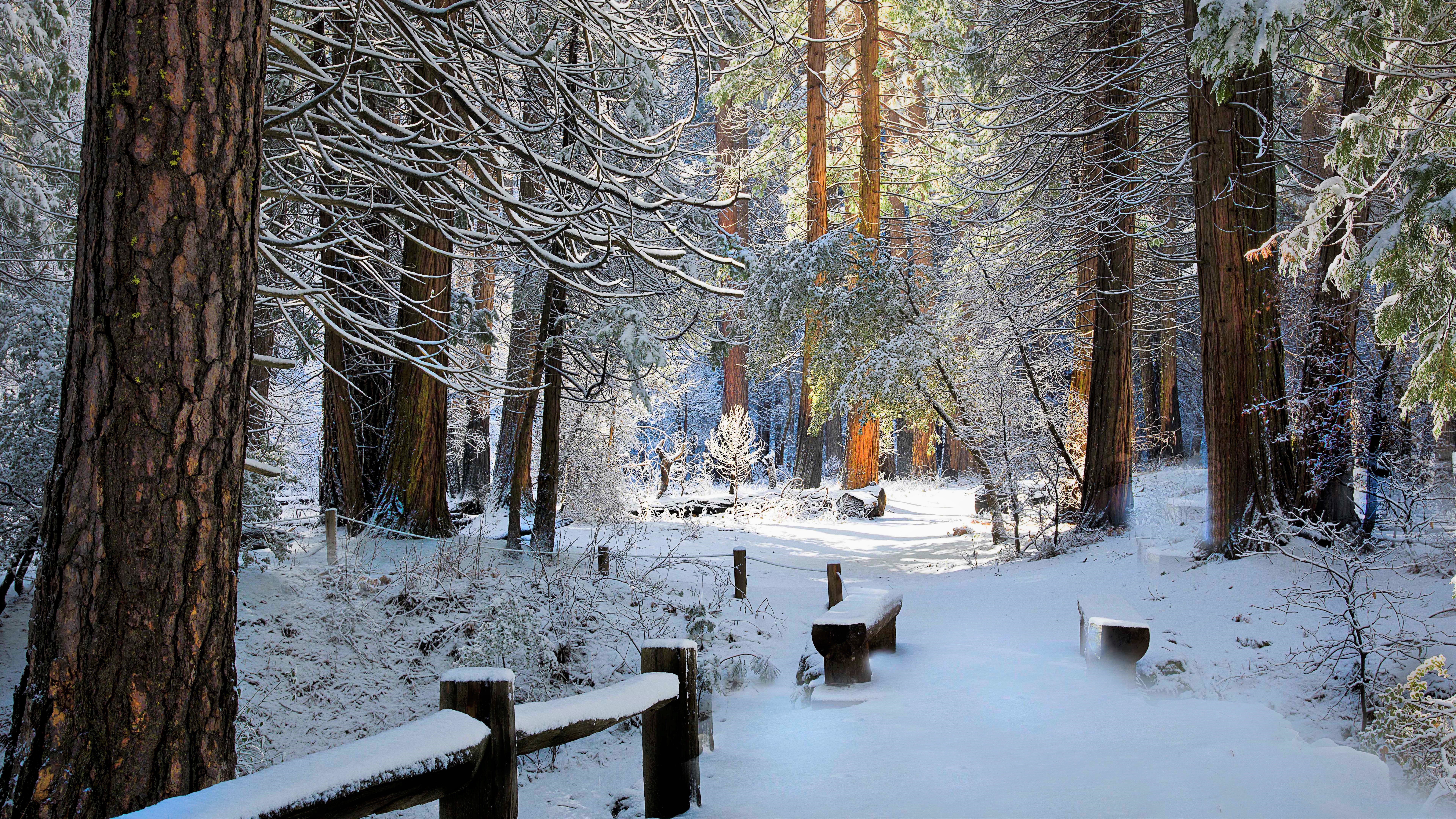 無料モバイル壁紙冬, 木, 雪, 森, ベンチ, 写真撮影をダウンロードします。