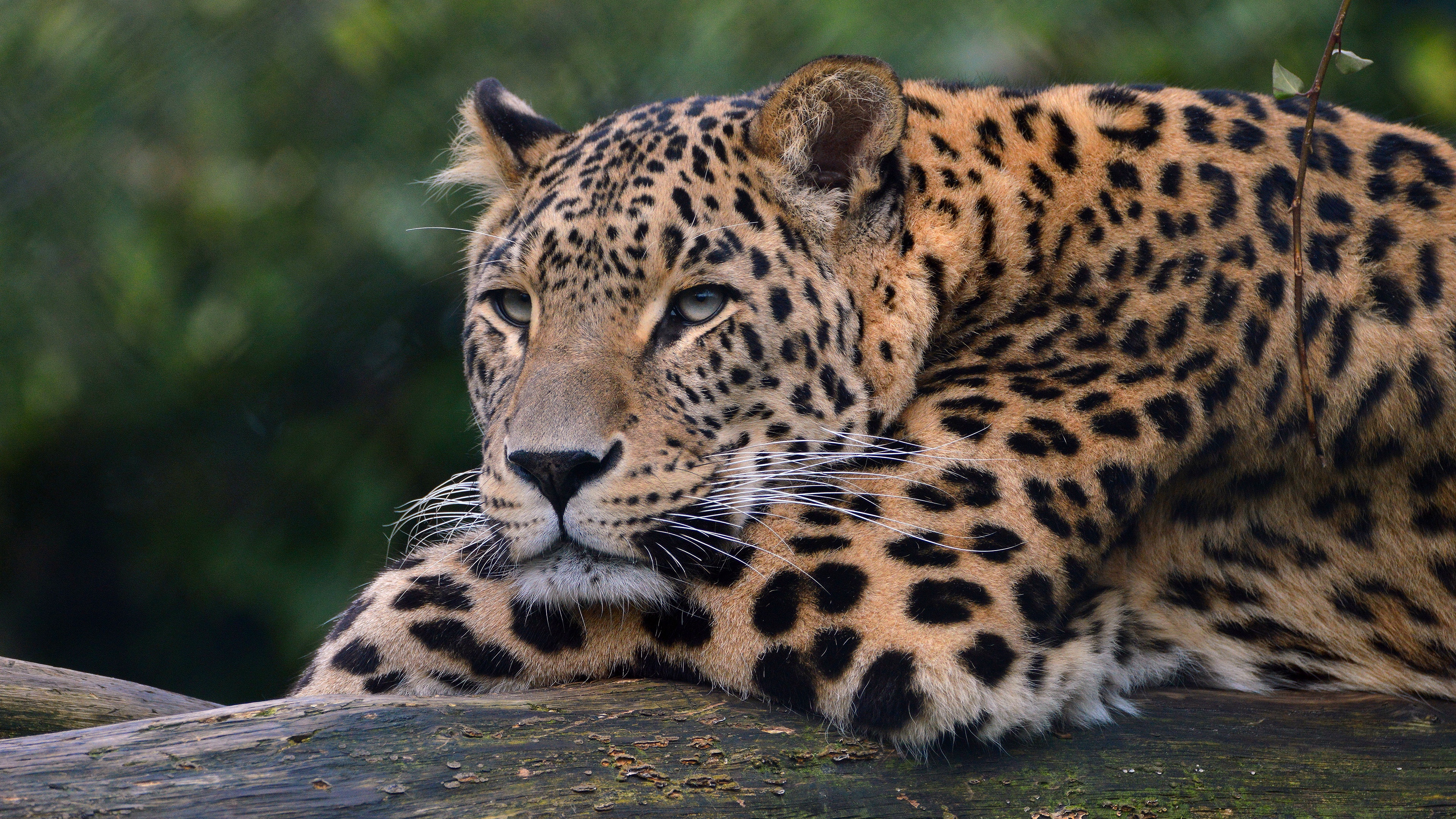 Baixar papel de parede para celular de Animais, Gatos, Leopardo gratuito.