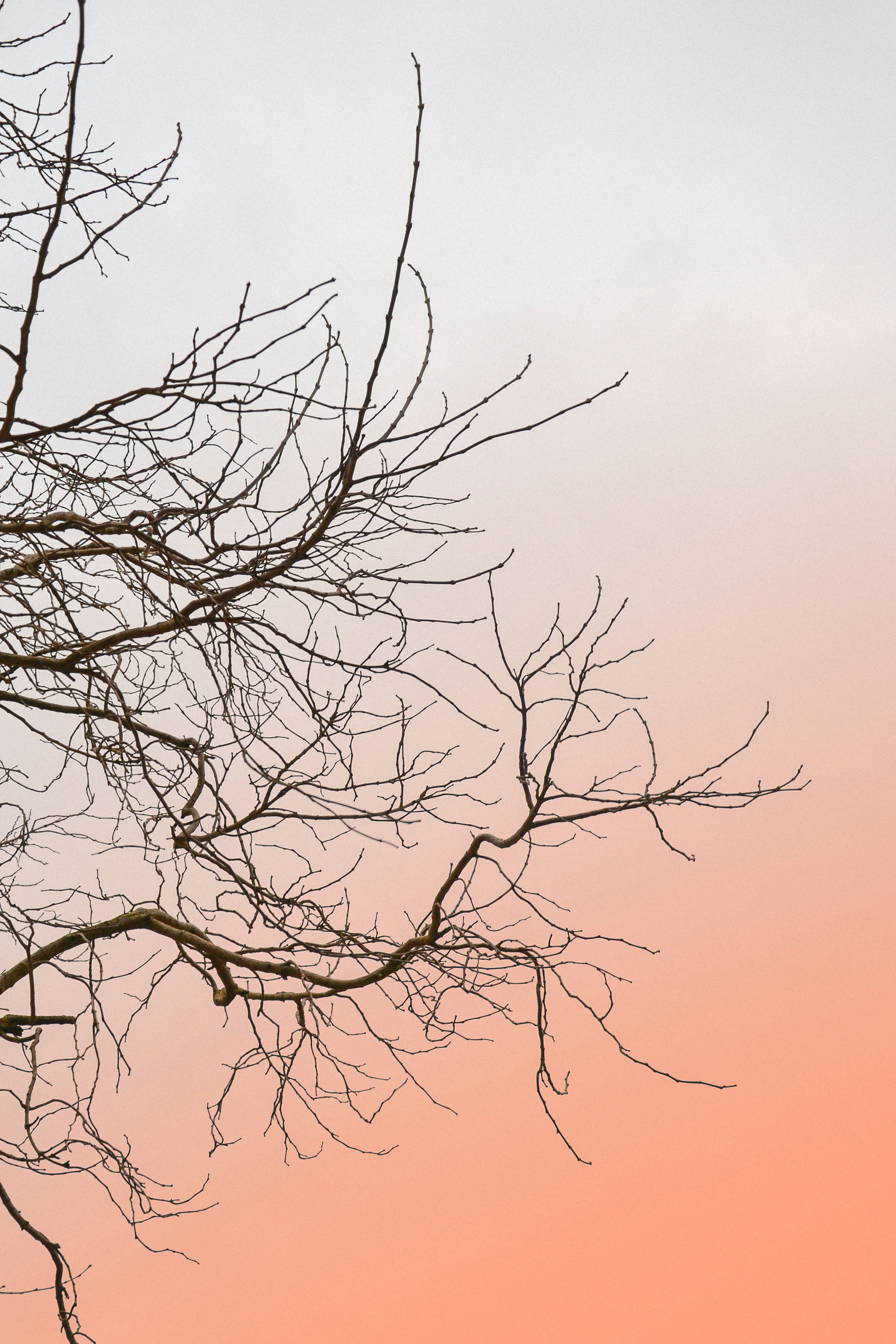Free download wallpaper Sky, Wood, Tree, Branches, Minimalism on your PC desktop