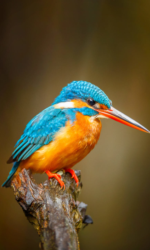 Download mobile wallpaper Birds, Bird, Animal, Kingfisher for free.