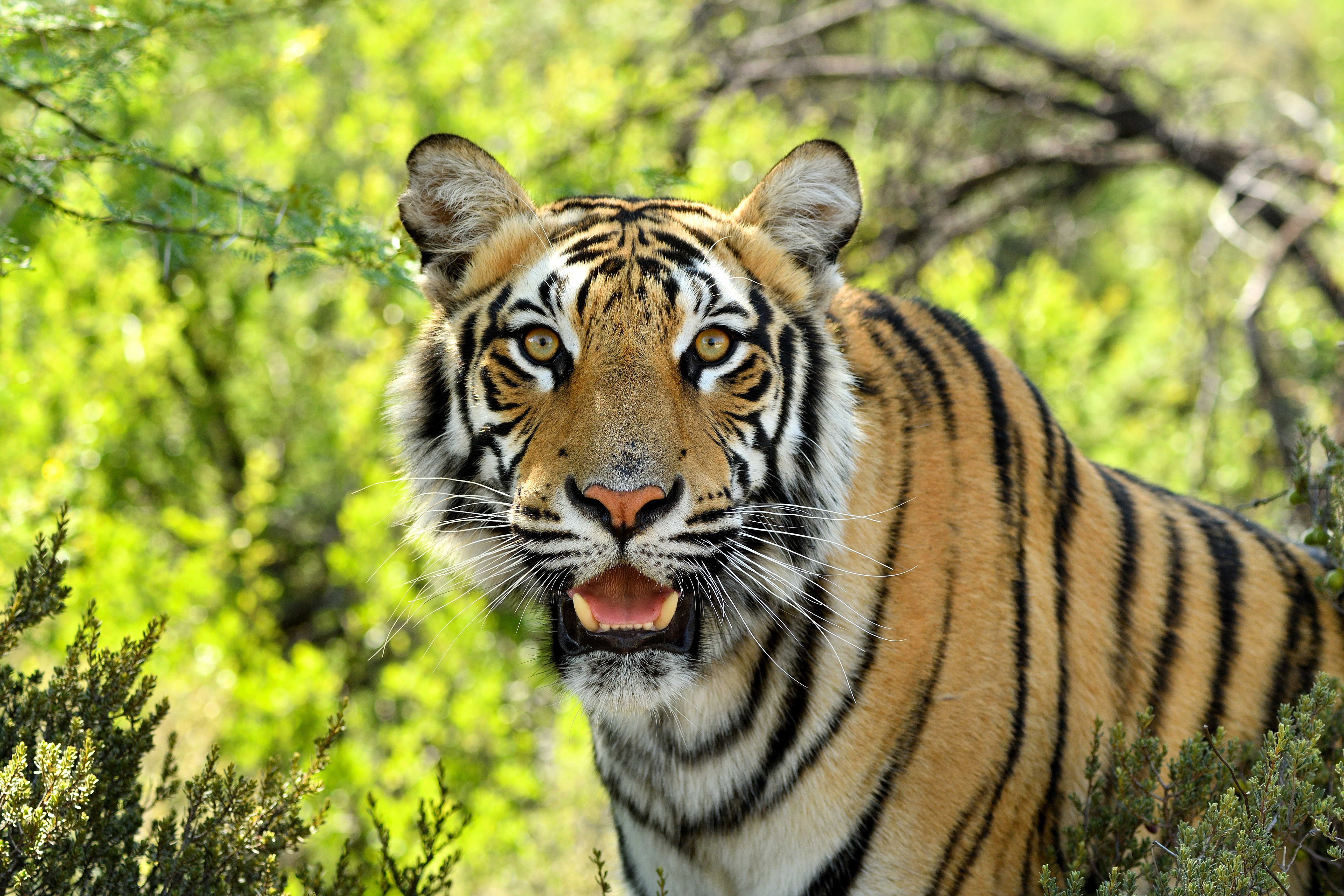 Téléchargez gratuitement l'image Animaux, Chats, Tigre sur le bureau de votre PC