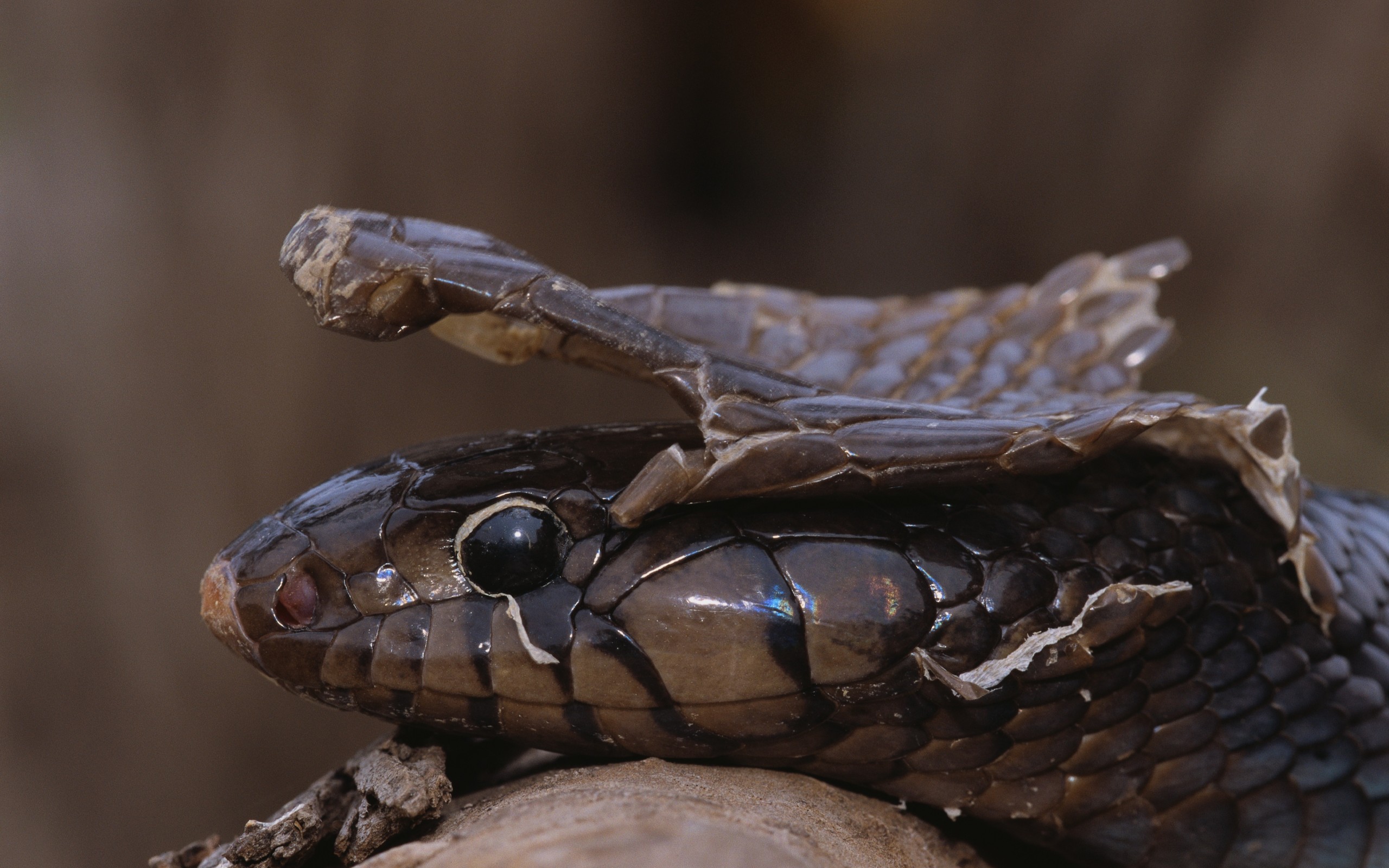 Téléchargez gratuitement l'image Animaux, Serpent, Reptiles sur le bureau de votre PC