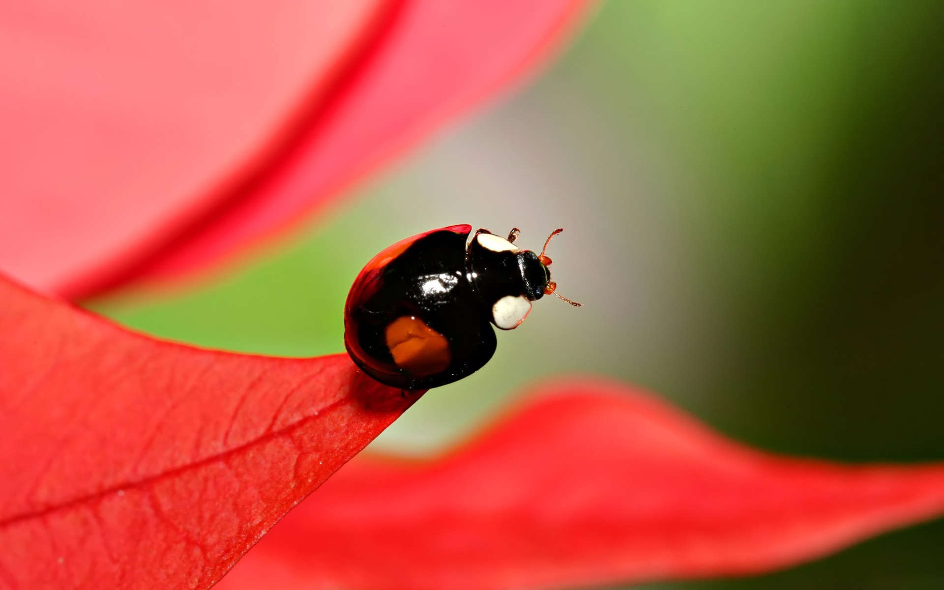 1920 x 1080 picture insects, ladybugs, red