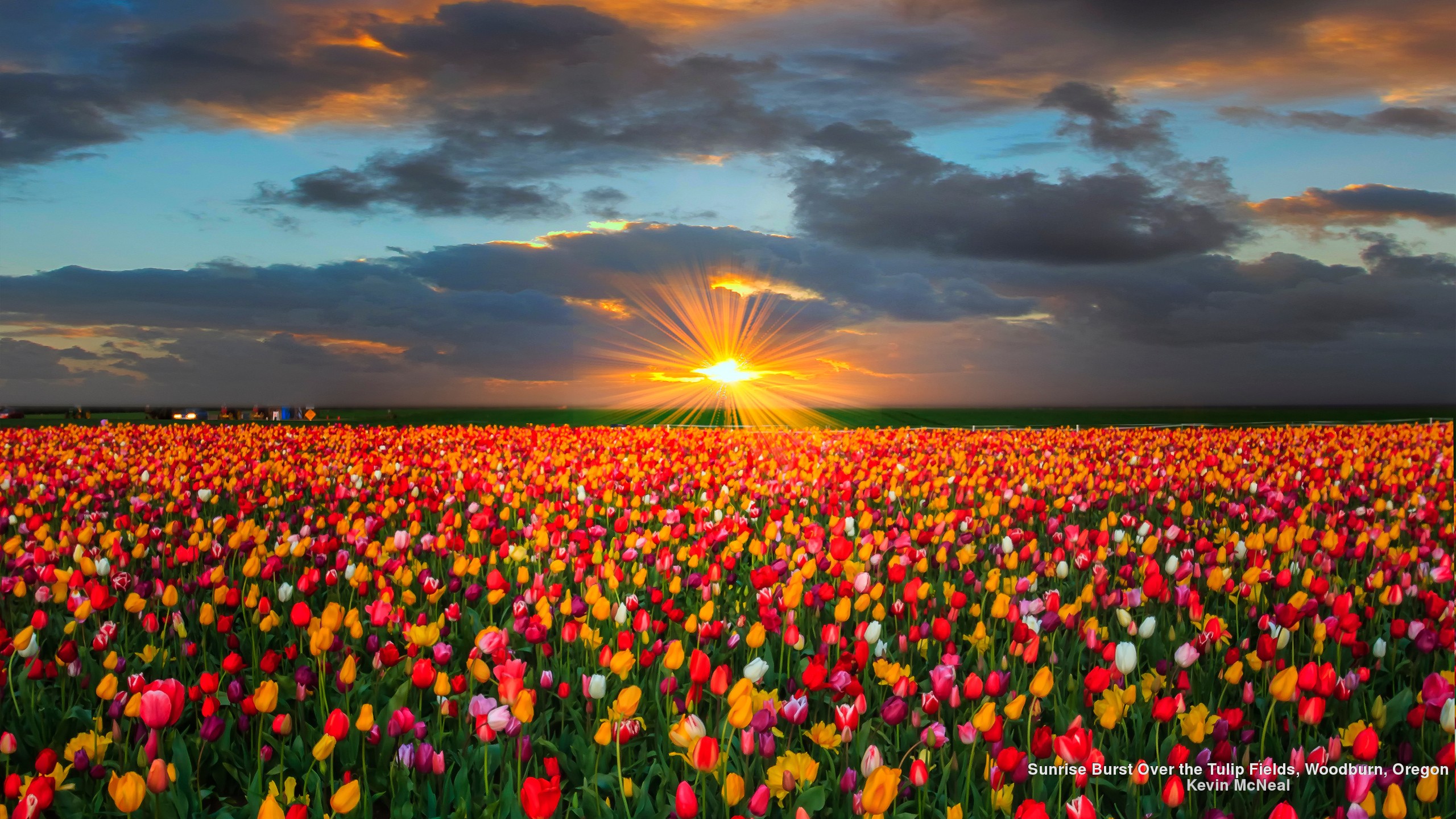 Download mobile wallpaper Flowers, Sunset, Sun, Flower, Earth, Field, Colors, Colorful, Tulip for free.