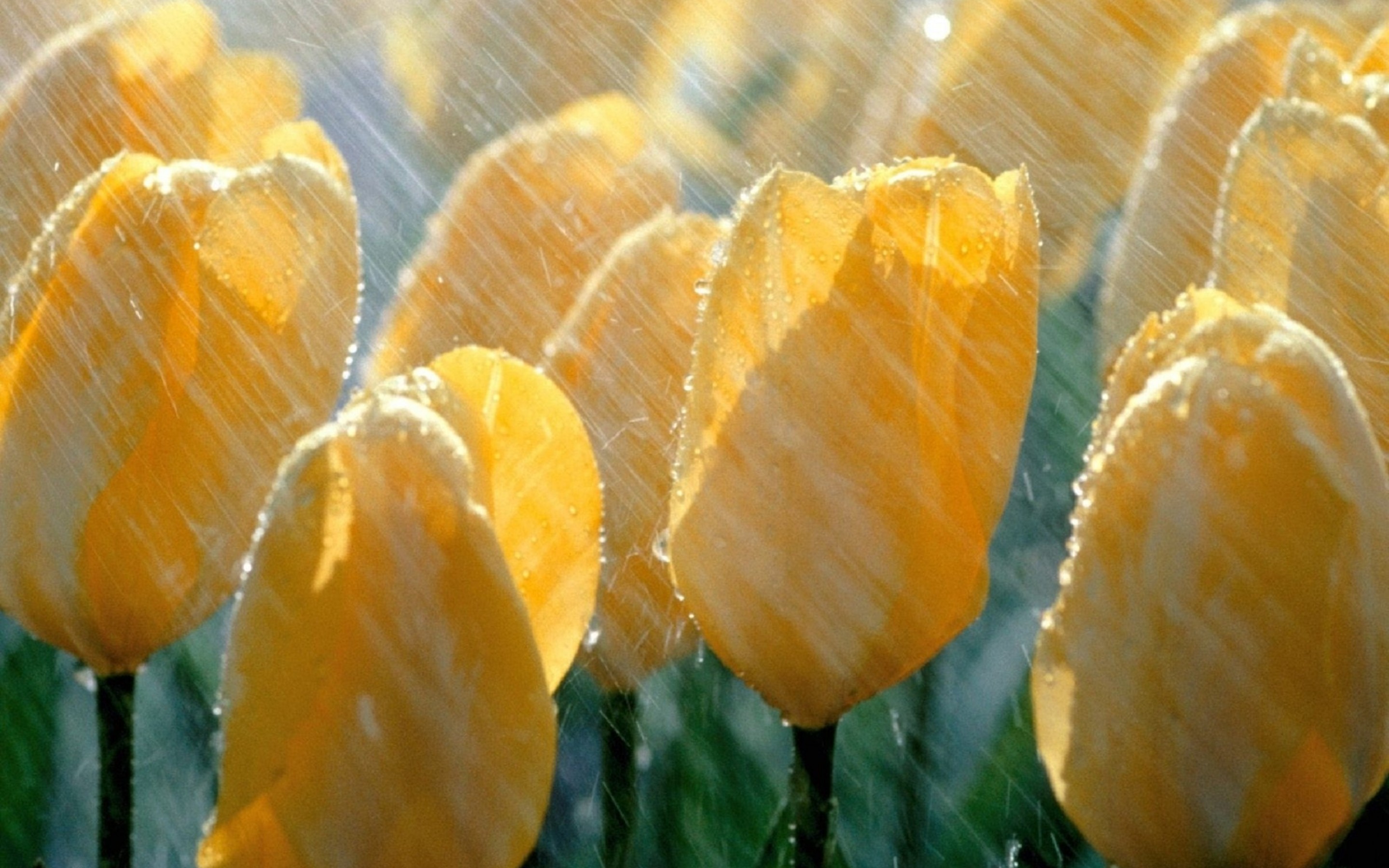 Téléchargez gratuitement l'image Tulipe, Fleurs, Terre/nature sur le bureau de votre PC