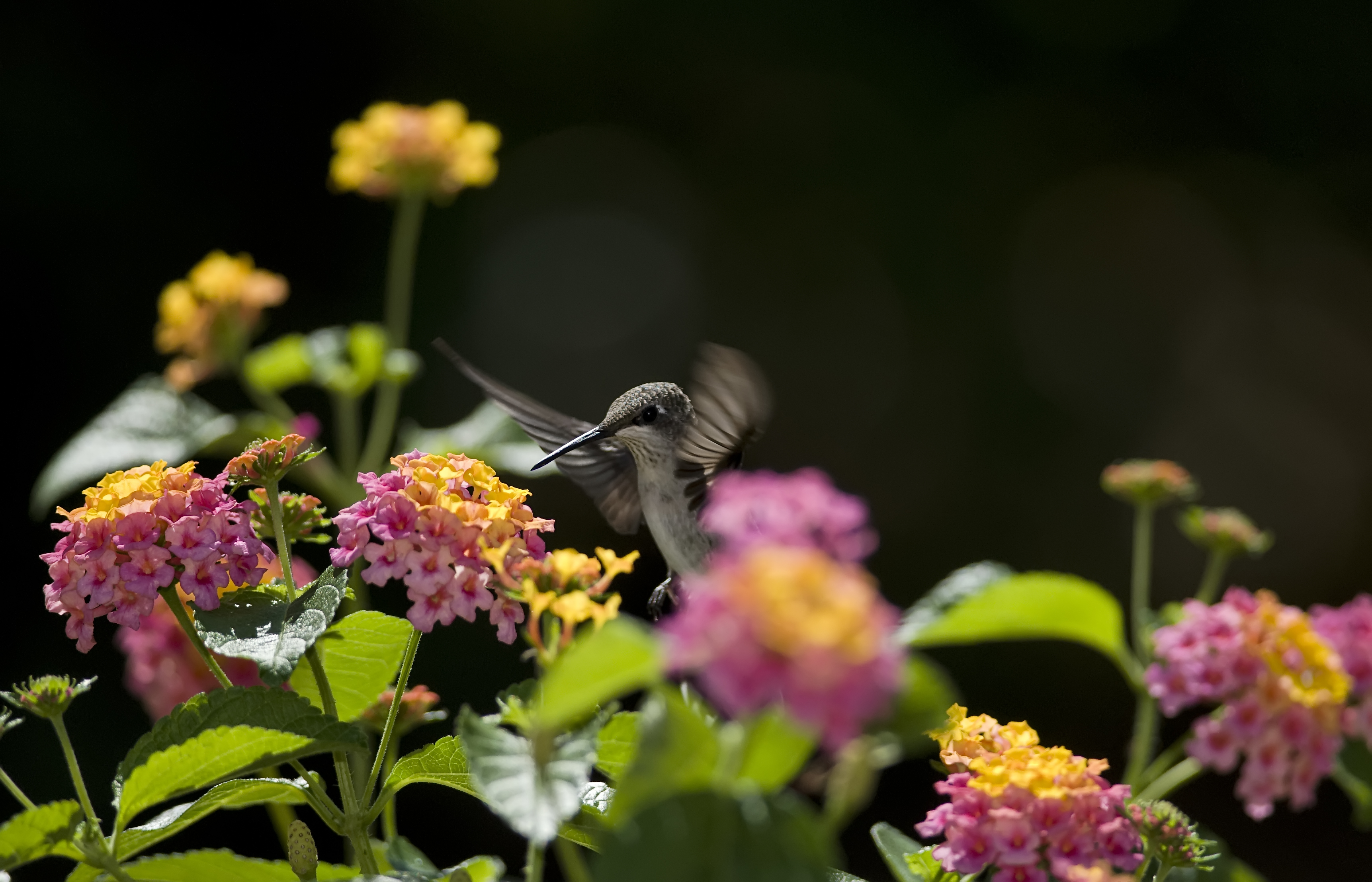 Download mobile wallpaper Hummingbird, Birds, Animal for free.