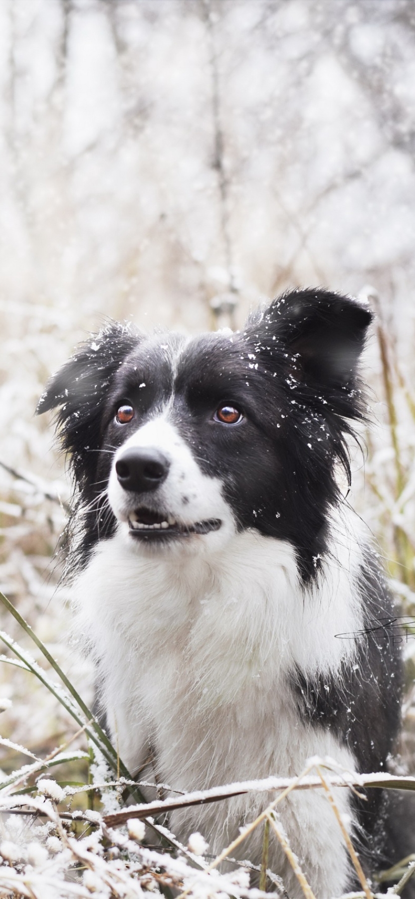 Download mobile wallpaper Winter, Dogs, Dog, Muzzle, Animal, Snowfall, Border Collie for free.