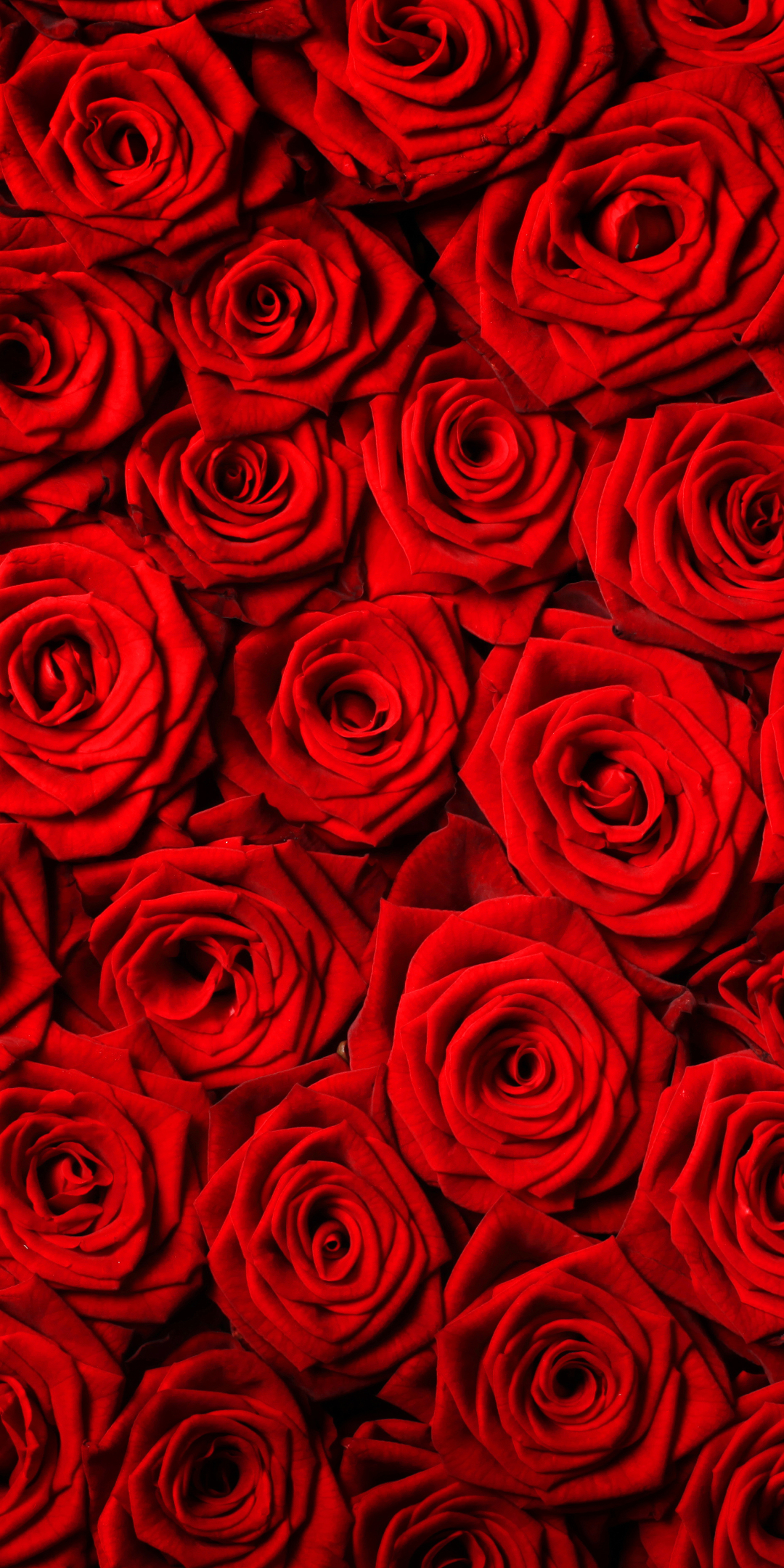 Baixar papel de parede para celular de Natureza, Flores, Rosa, Flor, Rosa Vermelha, Flor Vermelha, Terra/natureza gratuito.