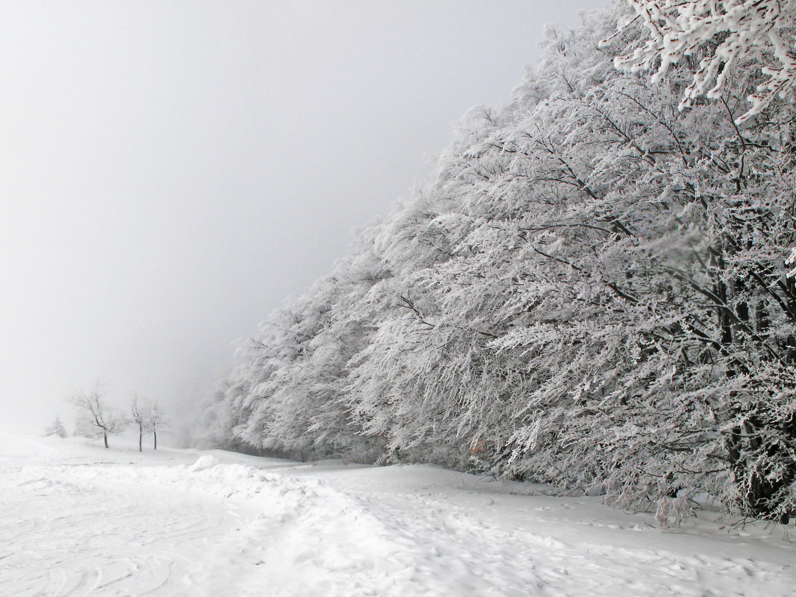 PCデスクトップに冬, 雪, 公園, 地球, 降雪画像を無料でダウンロード