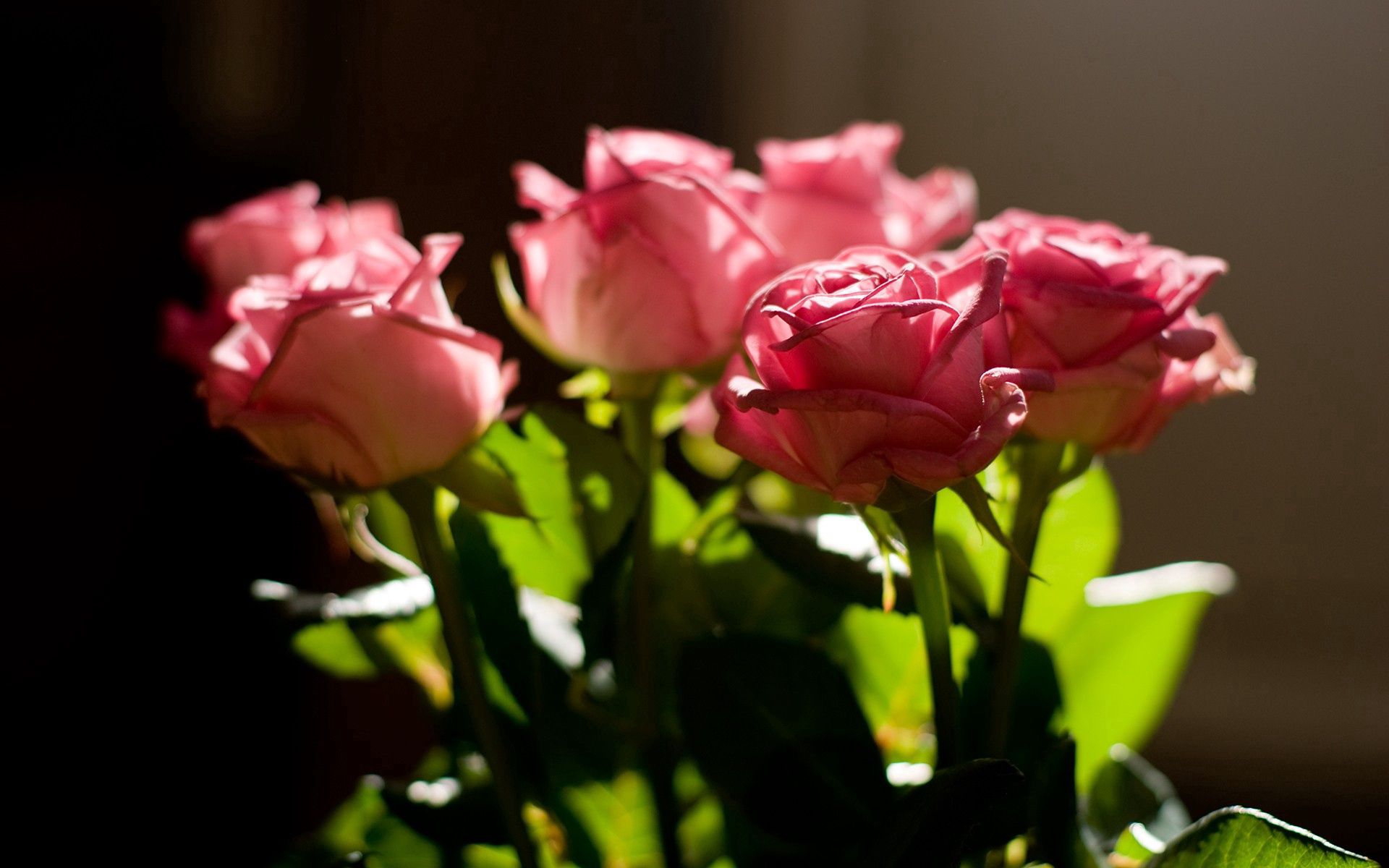 Free download wallpaper Roses, Leaves, Pink, Macro, Light, Bouquet, Shine on your PC desktop
