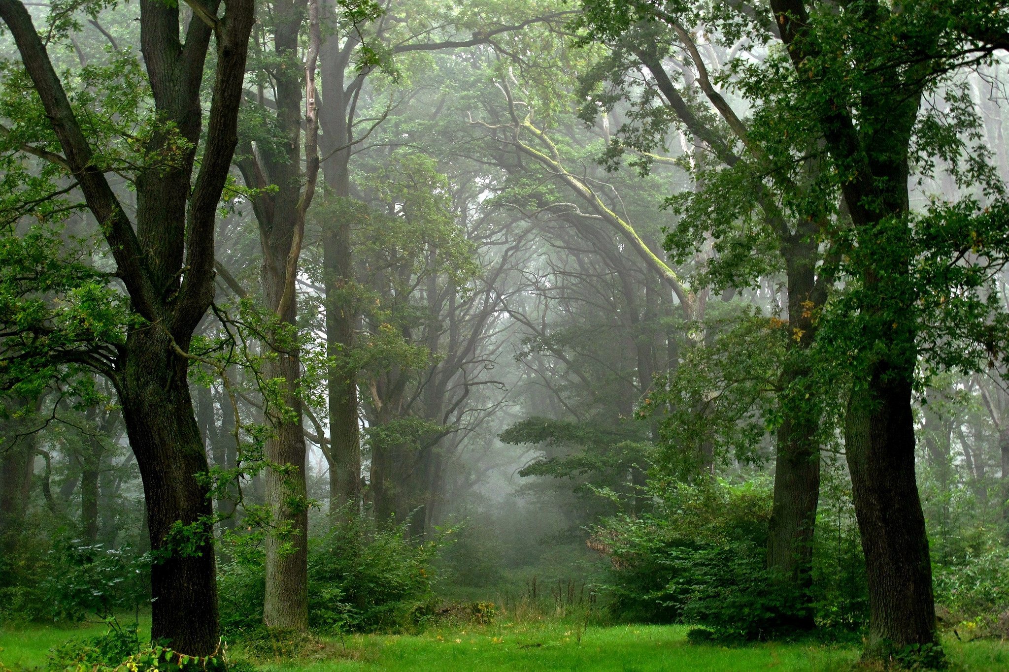 Download mobile wallpaper Forest, Fog, Earth, Depth Of Field for free.