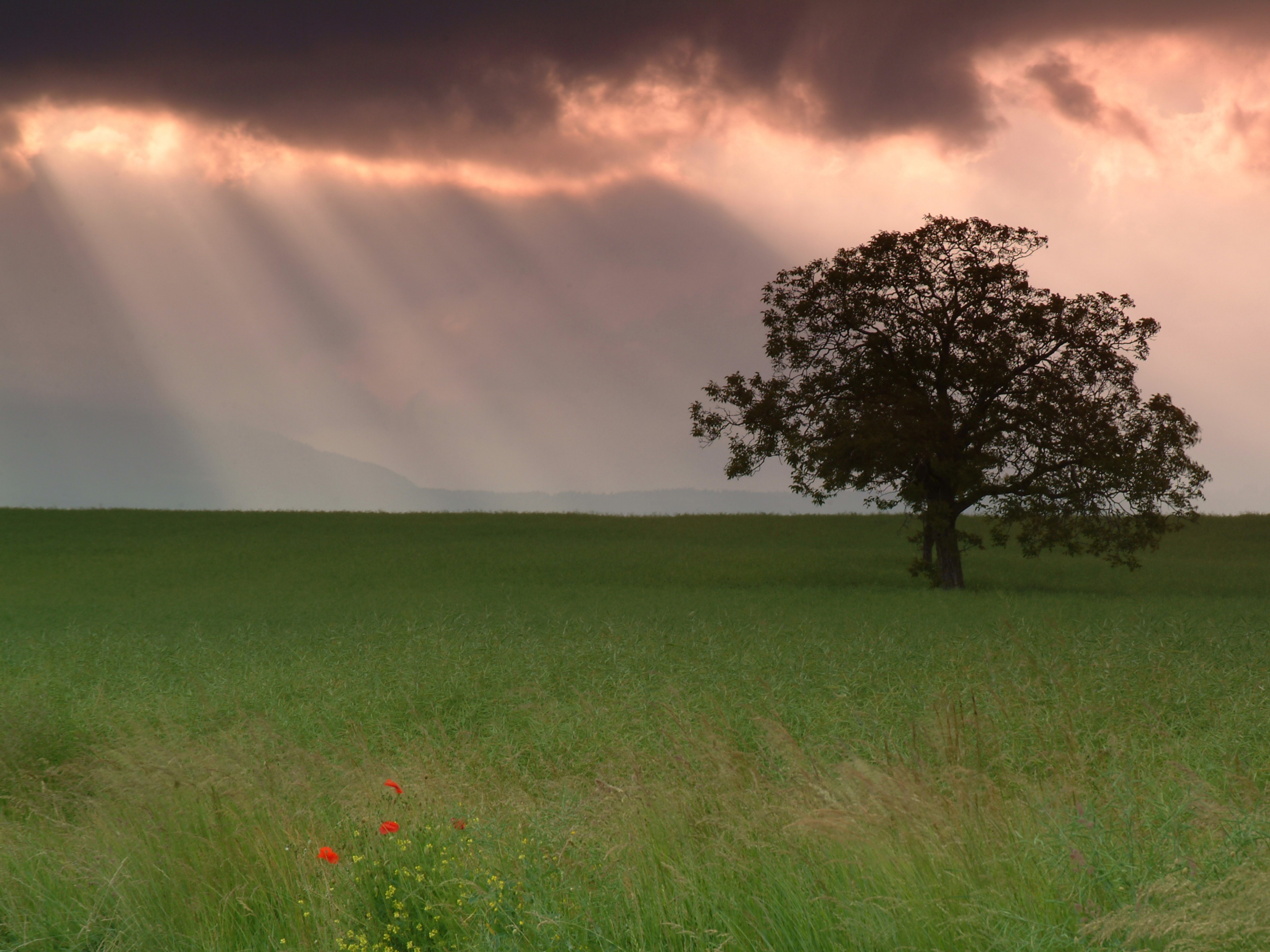 Download mobile wallpaper Landscape, Clouds, Fields, Trees for free.