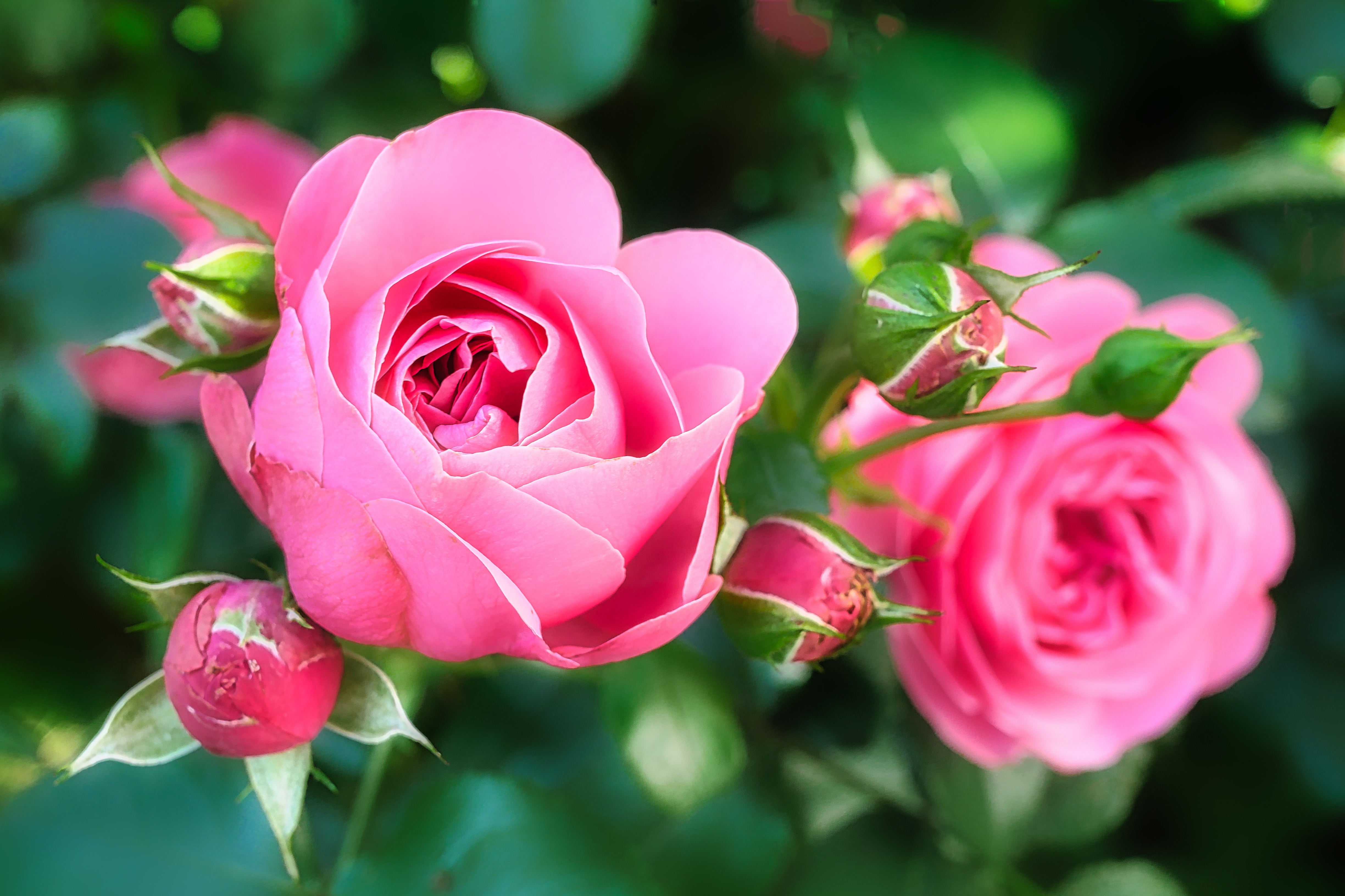 Laden Sie das Natur, Blumen, Blume, Rose, Nahansicht, Erde/natur, Pinke Blume-Bild kostenlos auf Ihren PC-Desktop herunter