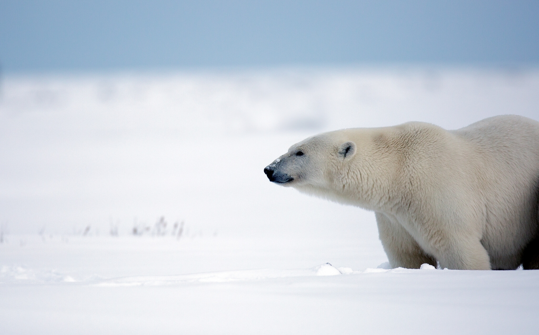 Laden Sie das Tiere, Schnee, Bären, Eisbär-Bild kostenlos auf Ihren PC-Desktop herunter