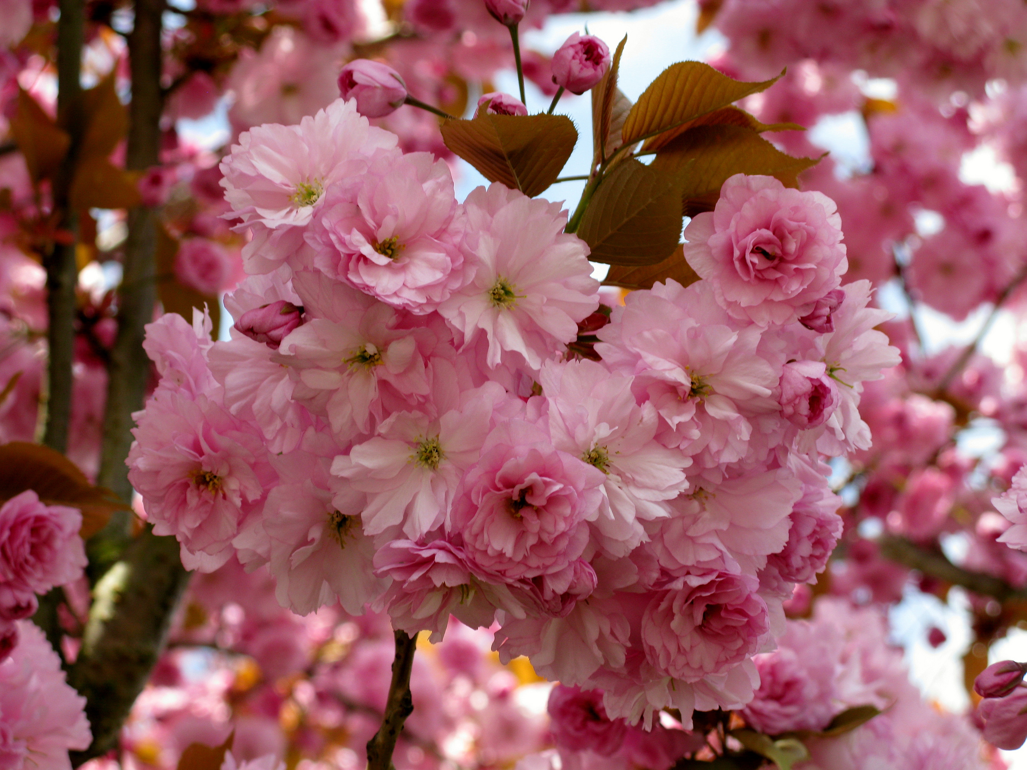 Download mobile wallpaper Flowers, Flower, Branch, Earth, Blossom, Pink Flower for free.