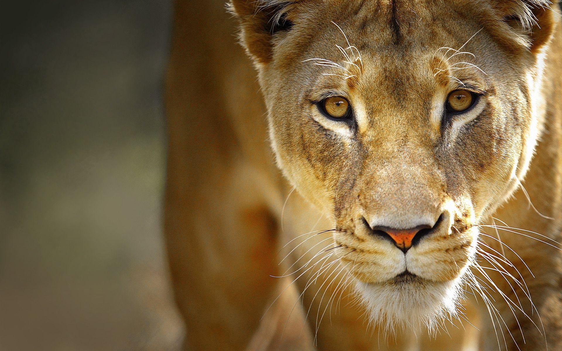 Download mobile wallpaper Animals, Muzzle, Predator, Lion, Big Cat for free.