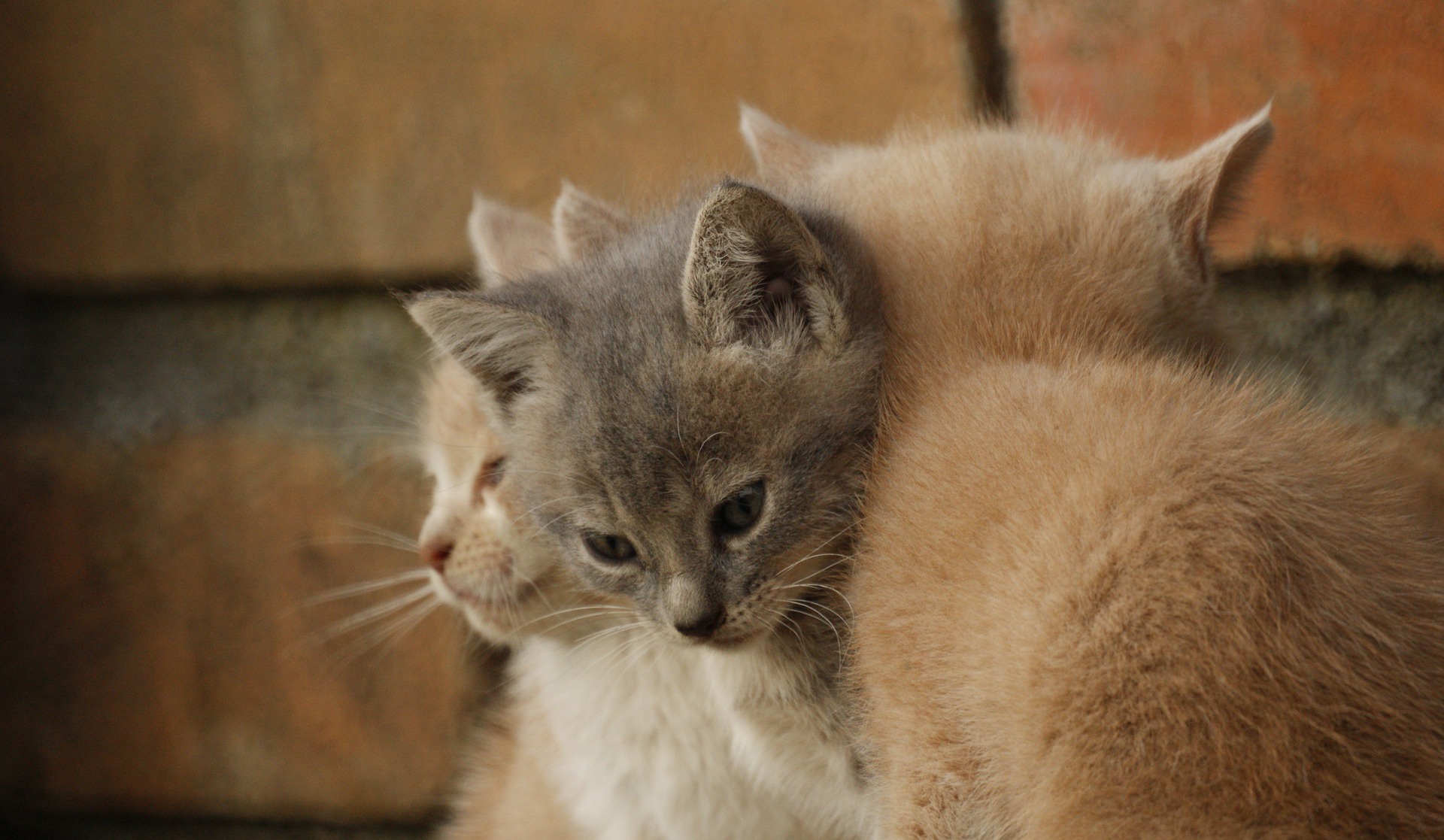 Baixar papel de parede para celular de Animais, Gatos, Gato, Gatinho, Animal Bebê gratuito.