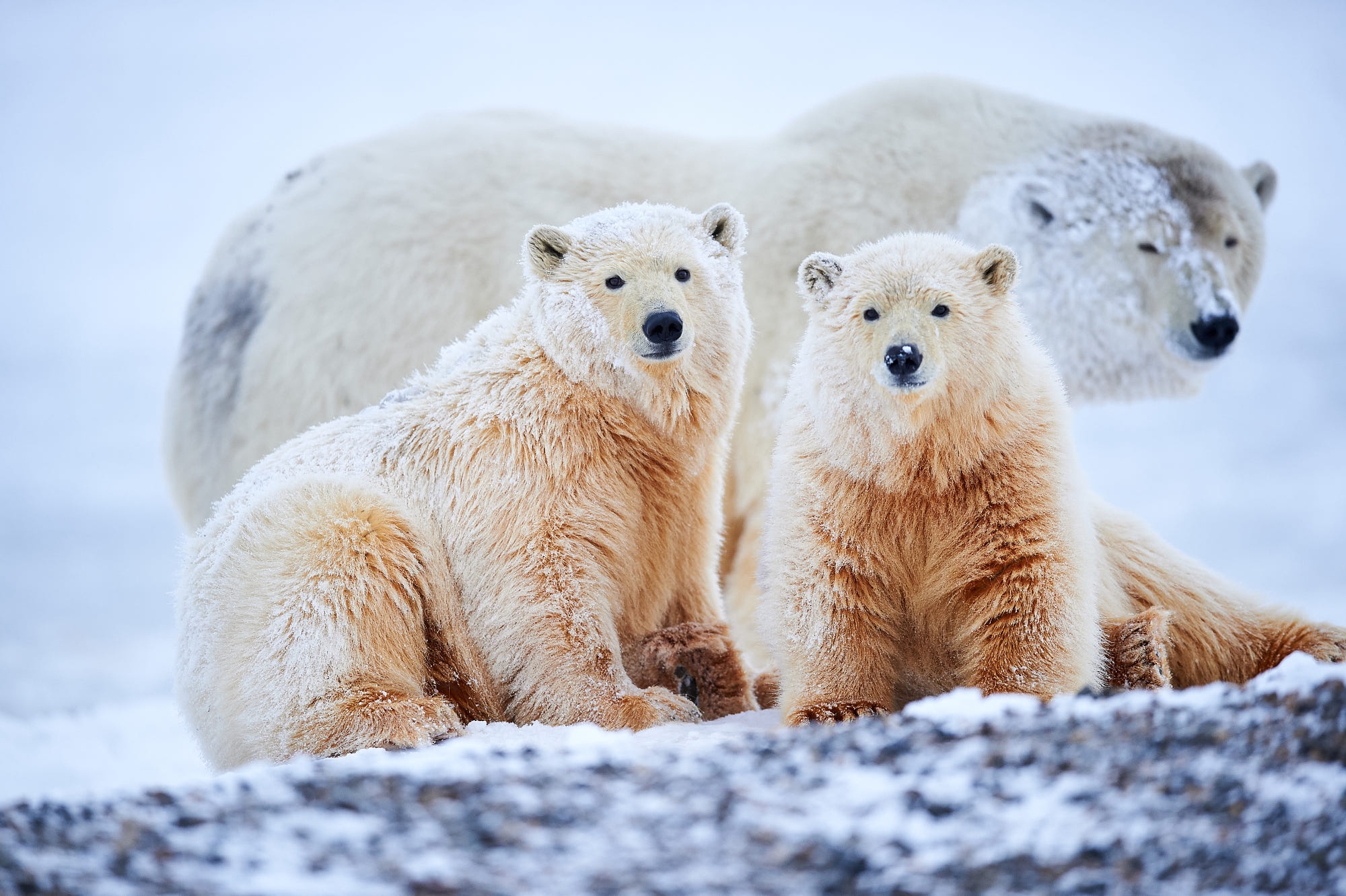 PCデスクトップに動物, 雪, クマ, シロクマ画像を無料でダウンロード