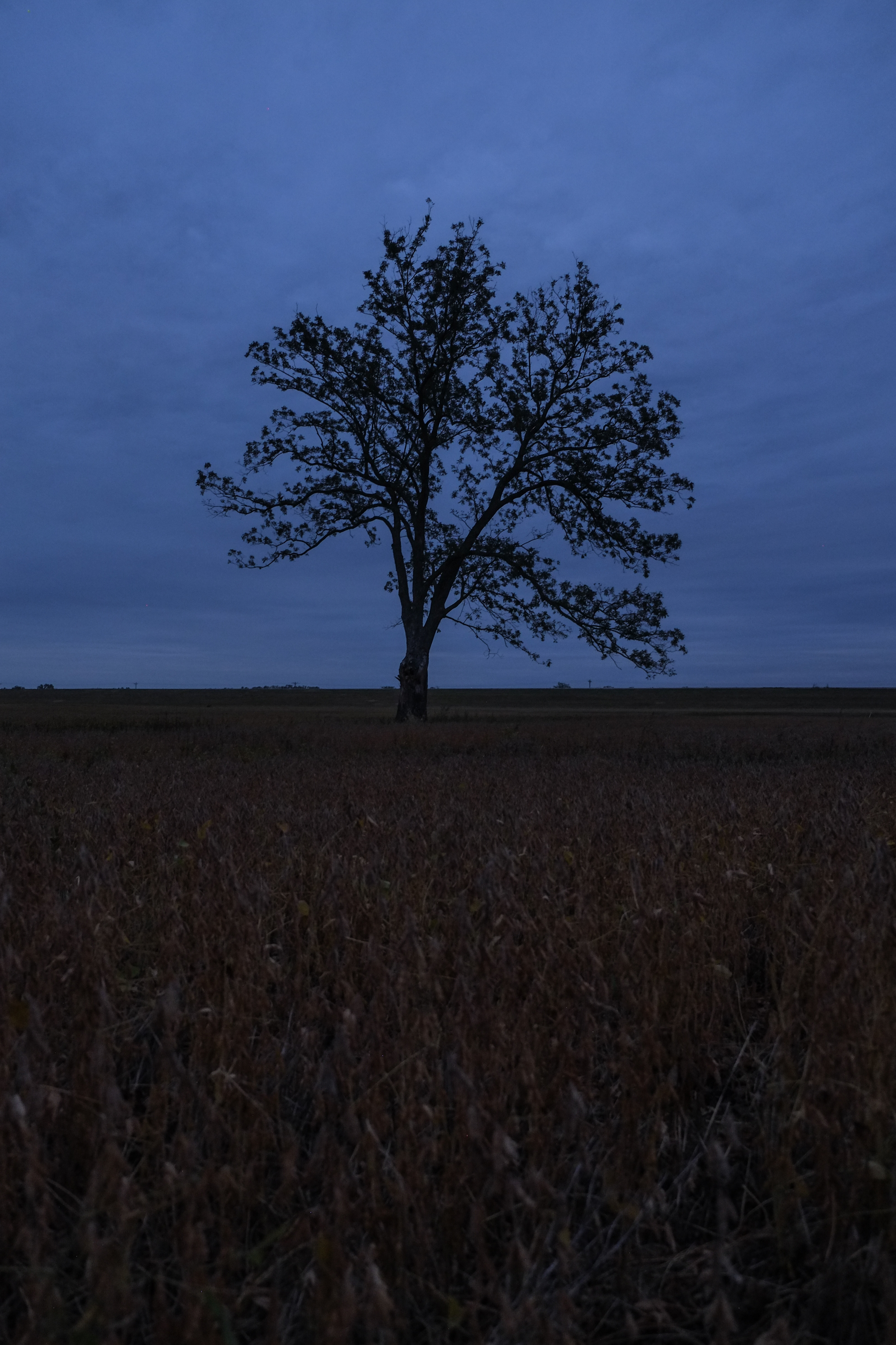 Download mobile wallpaper Field, Wood, Grass, Branches, Tree, Horizon, Nature for free.