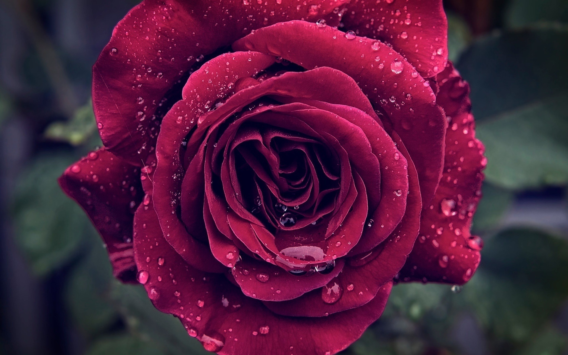 Handy-Wallpaper Blumen, Rose, Nahansicht, Wassertropfen, Rote Blume, Erde/natur kostenlos herunterladen.