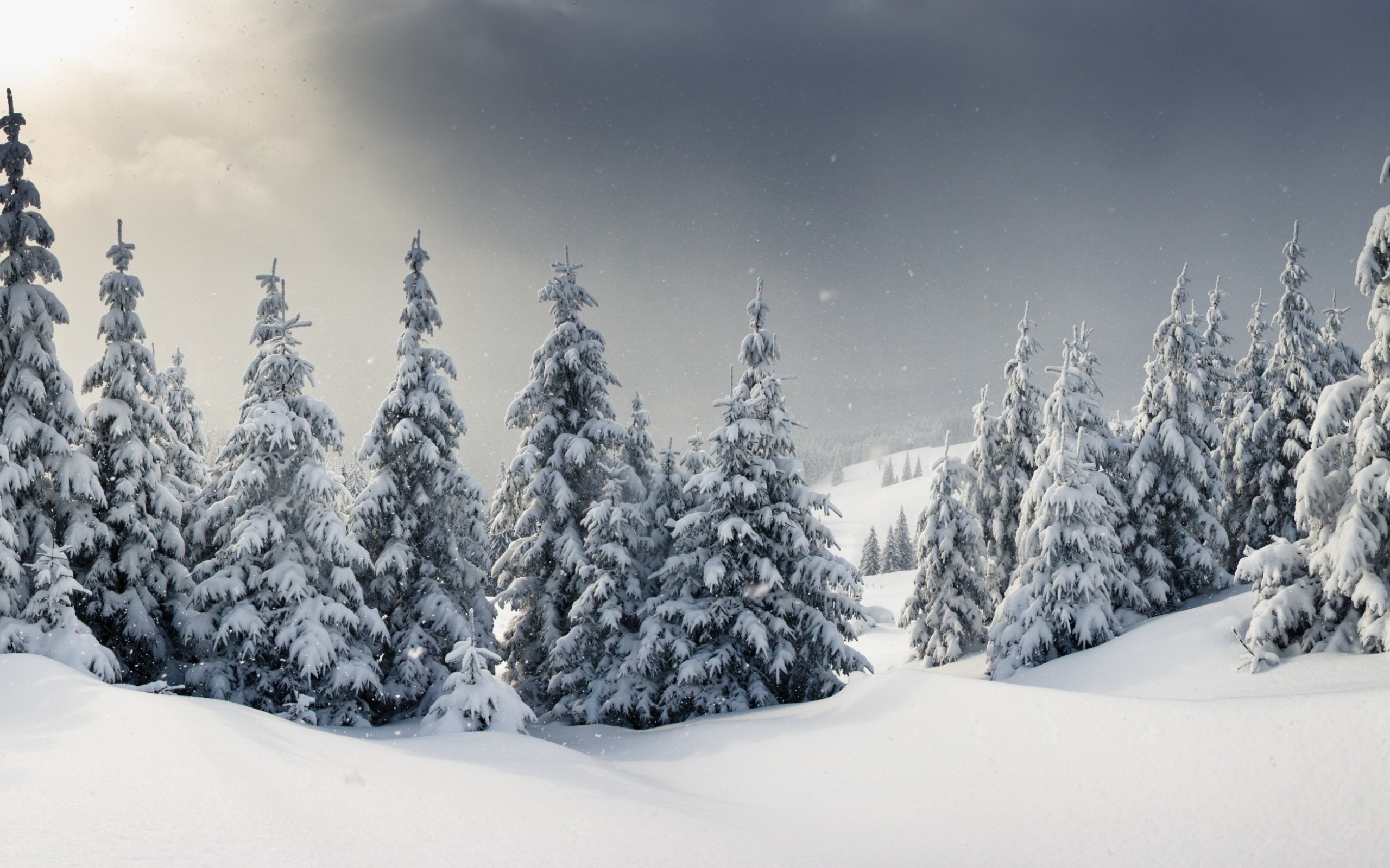 Free download wallpaper Winter, Forest, Earth on your PC desktop