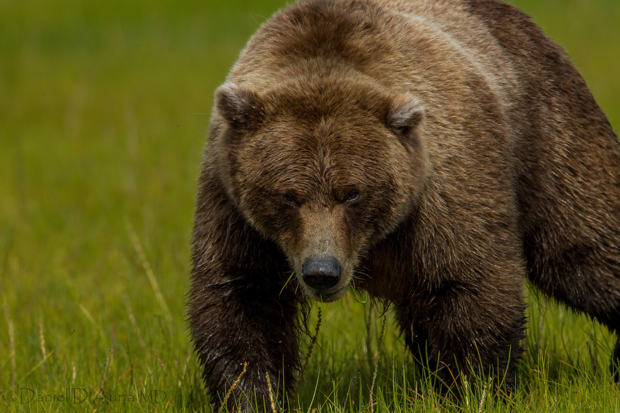 141607 baixar imagens animais, grama, suportar, urso, gordo, grosso, urso marrom, urso pardo - papéis de parede e protetores de tela gratuitamente
