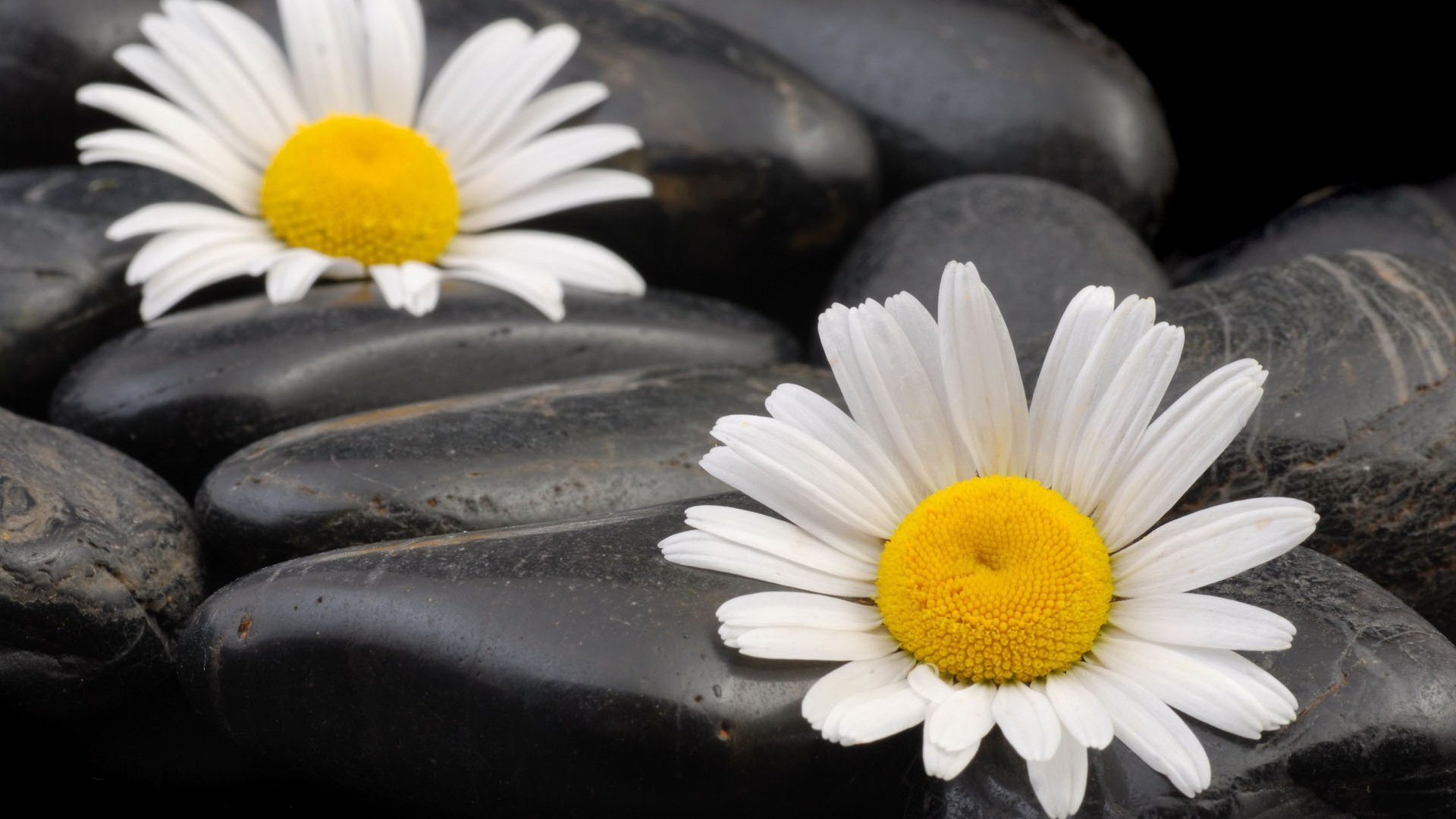 Download mobile wallpaper Stones, Camomile, Flowers, Plants, Background for free.