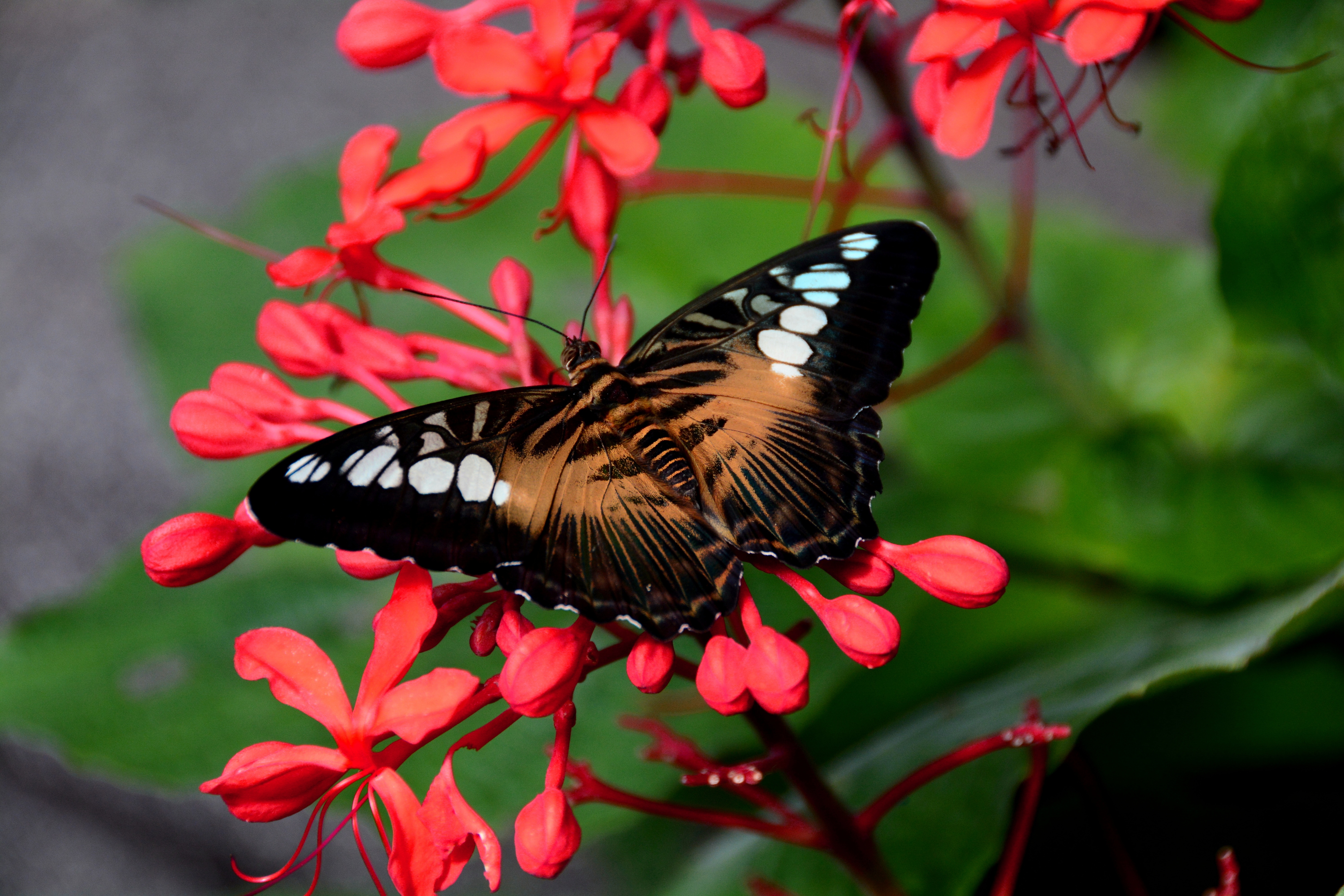Laden Sie das Tiere, Schmetterlinge, Blume, Insekt, Rote Blume-Bild kostenlos auf Ihren PC-Desktop herunter